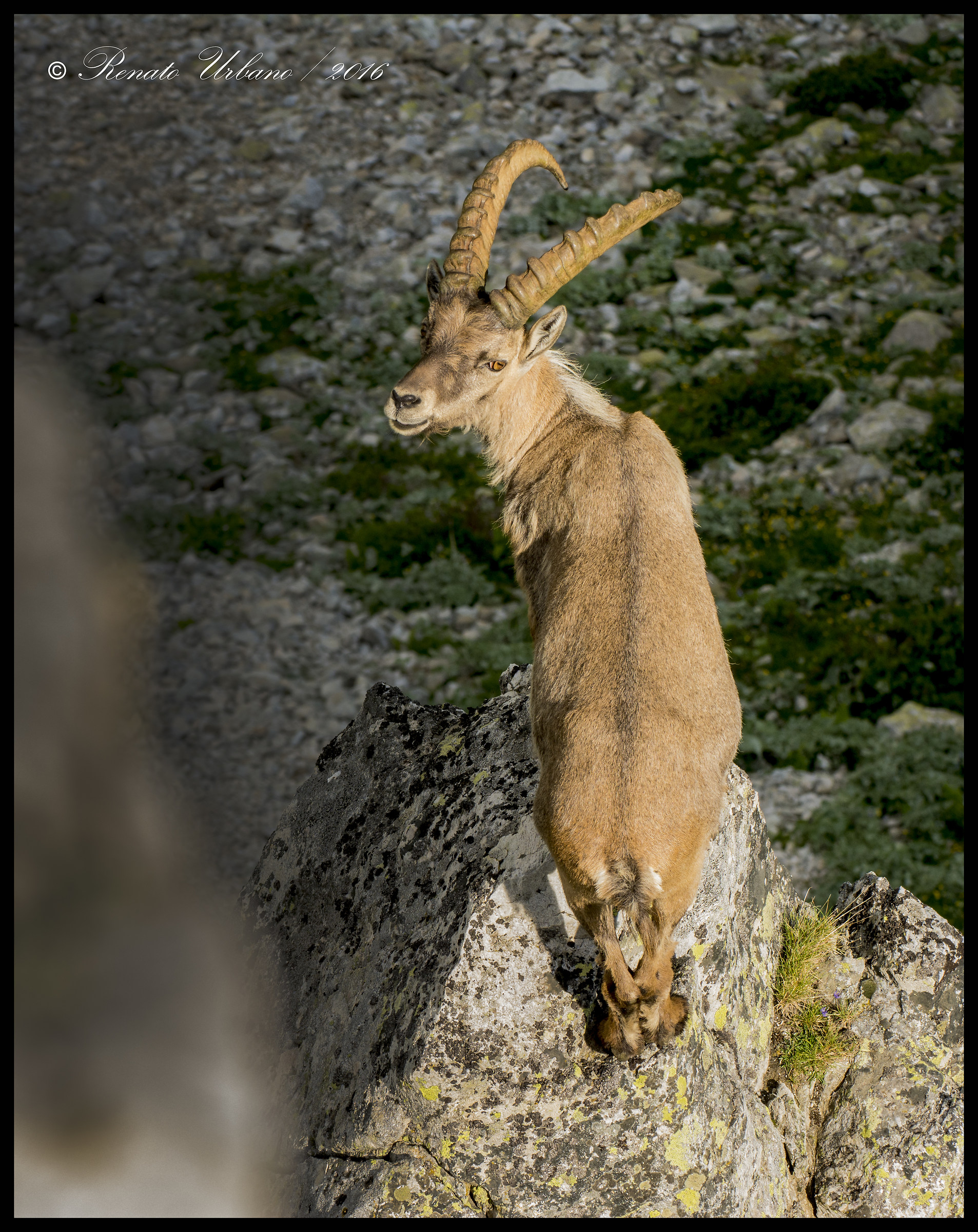 I do not suffer from vertigo