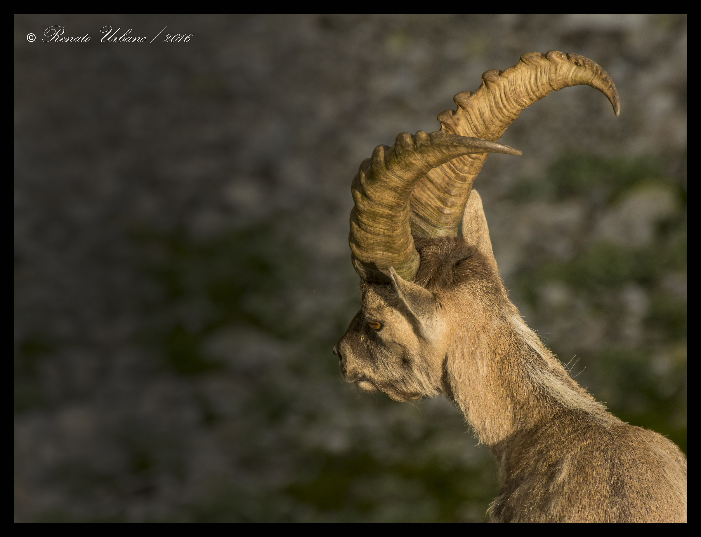 My best profile - Ibex