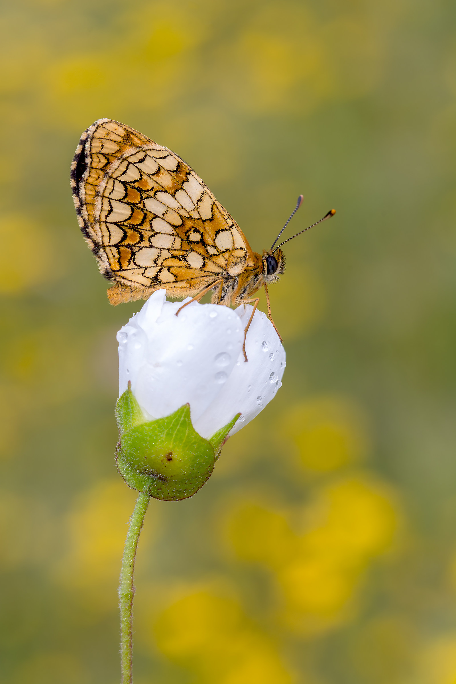 melitaea