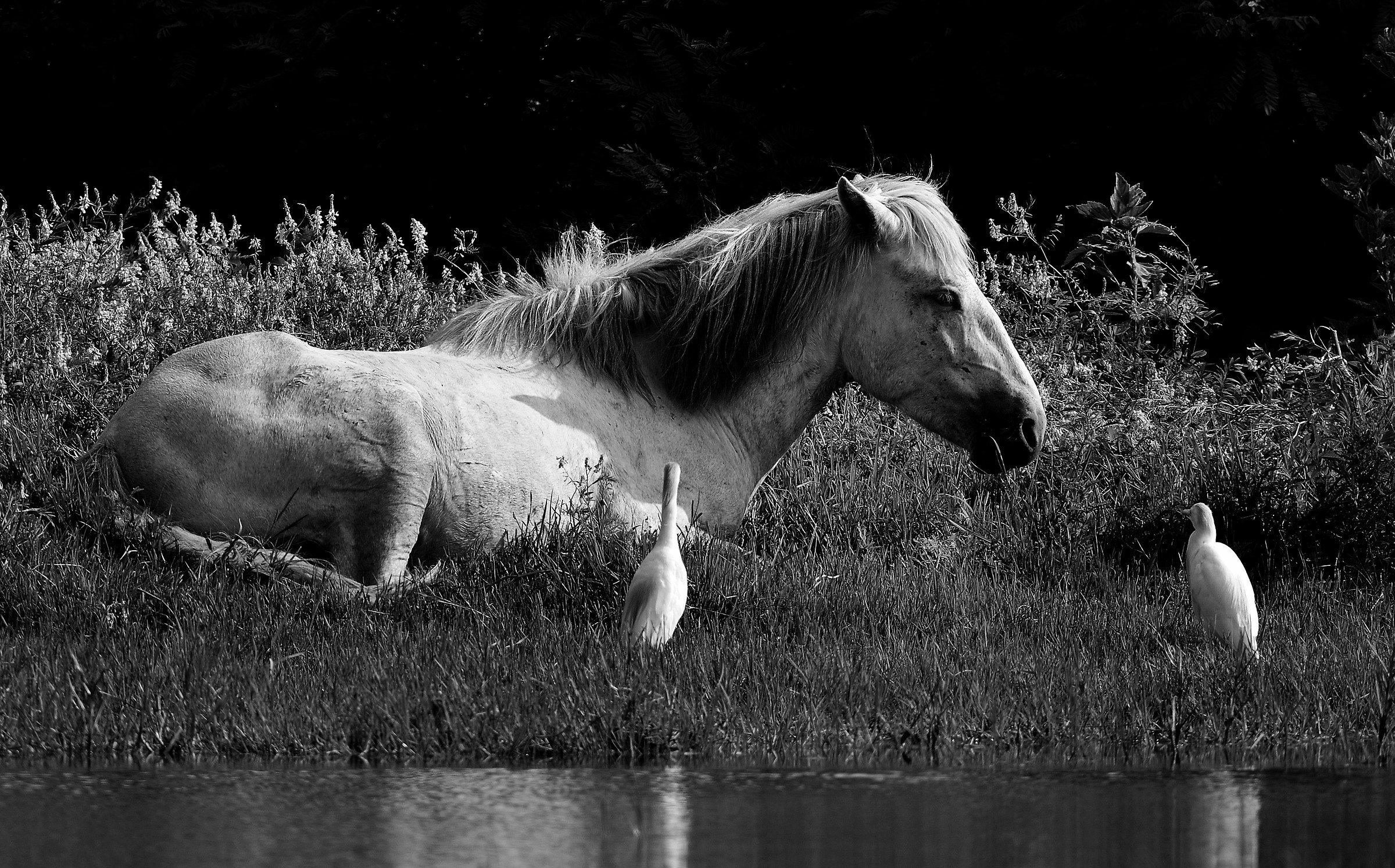 Aironi guarda...cavalli
