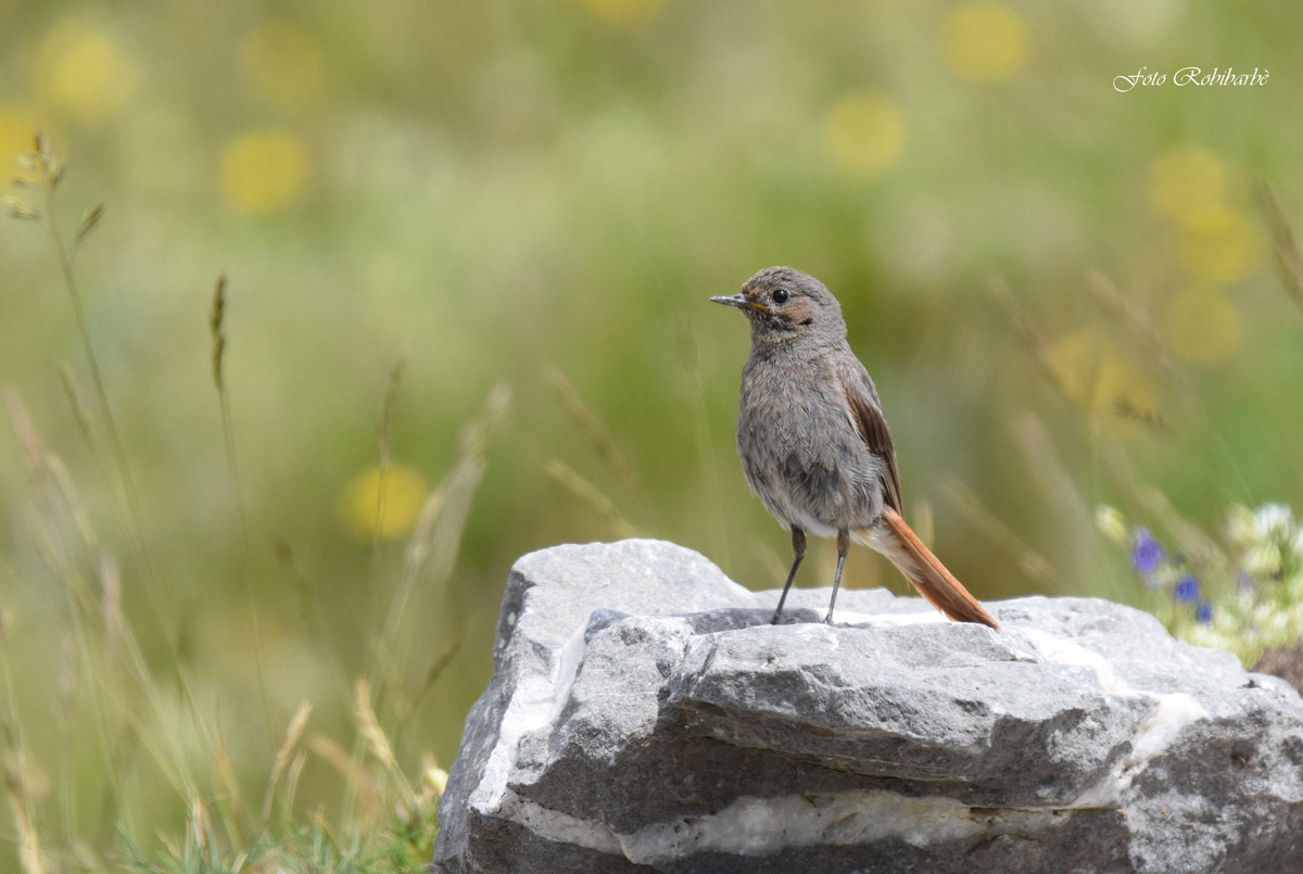 Uno spazzacamino ambientato...