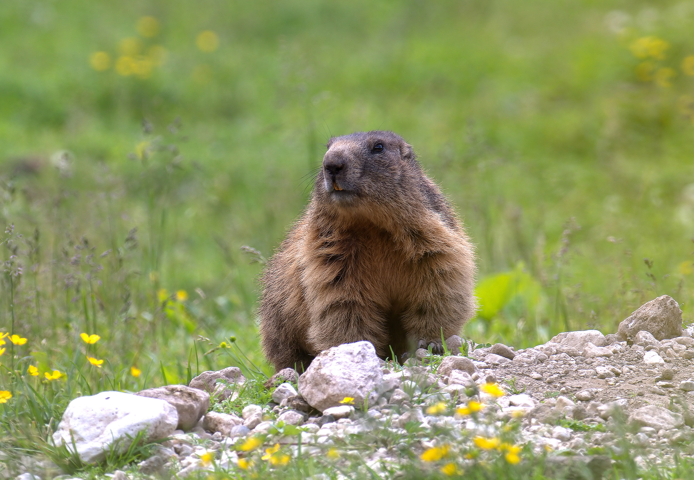 marmotta