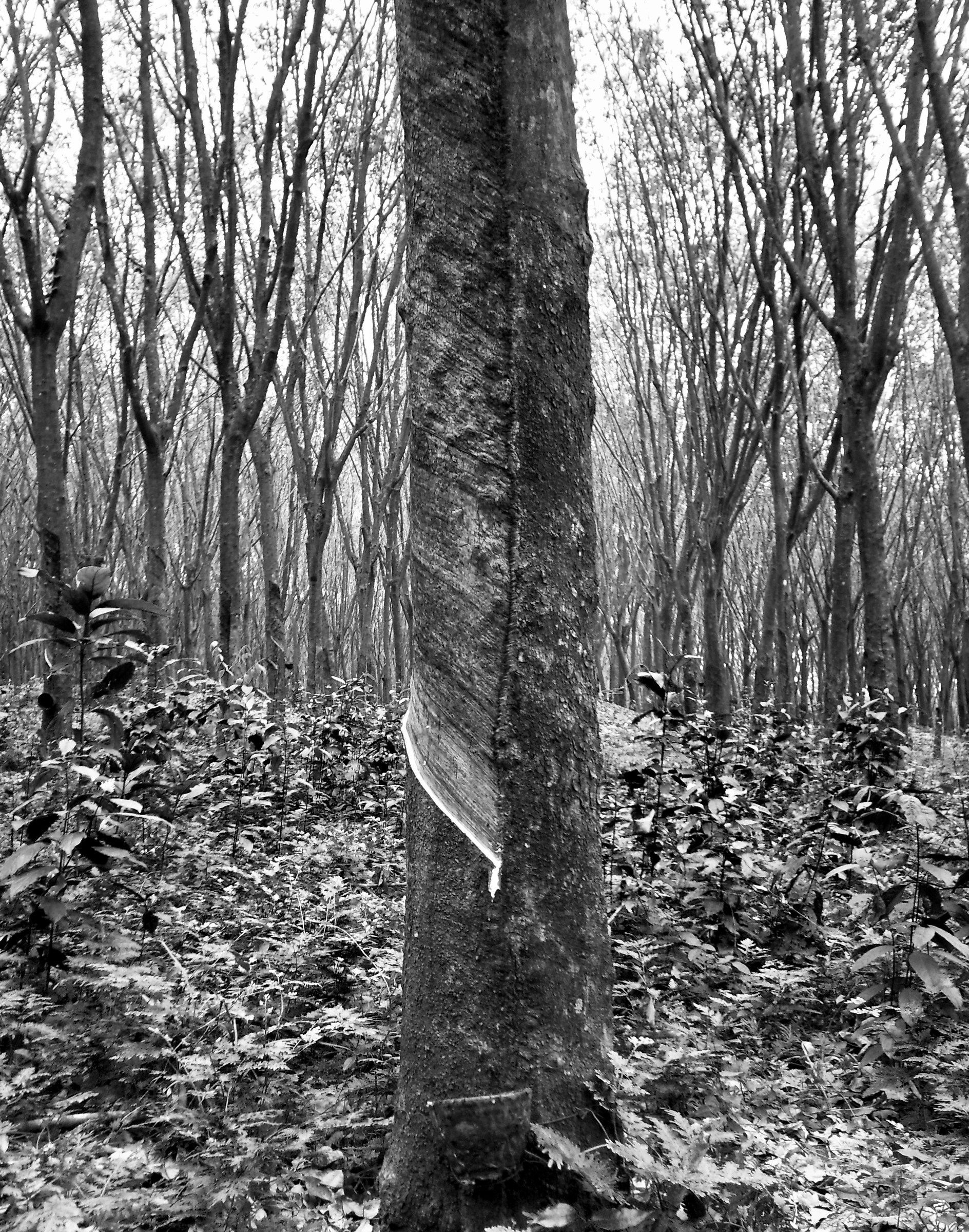 L'albero della gomma