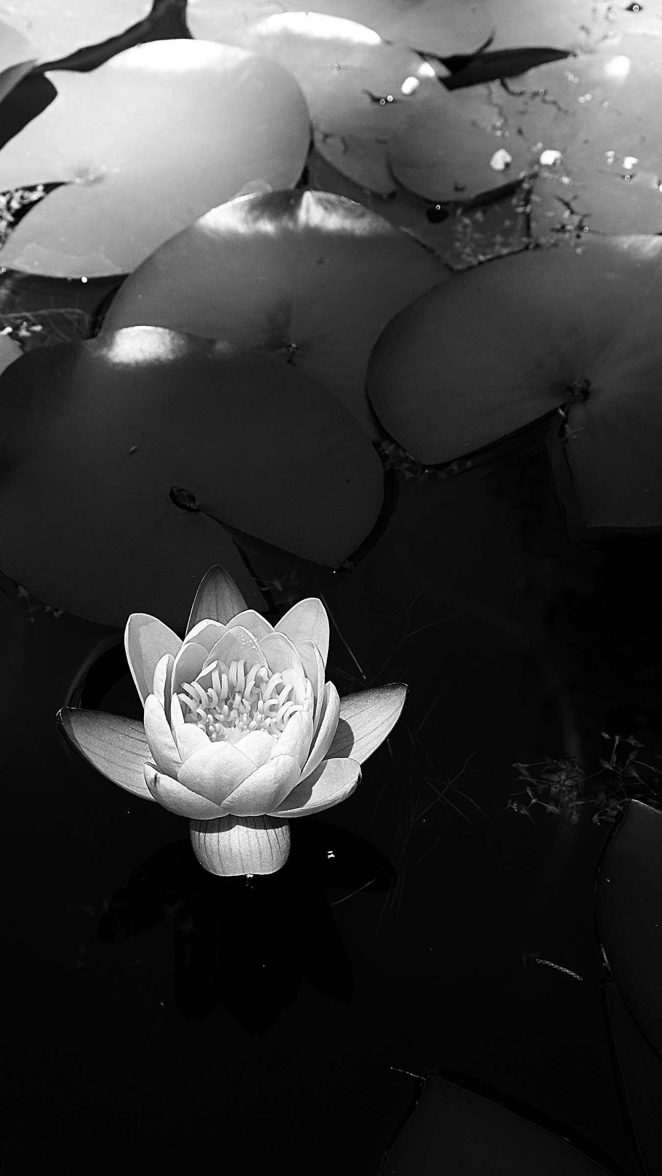 waterlily