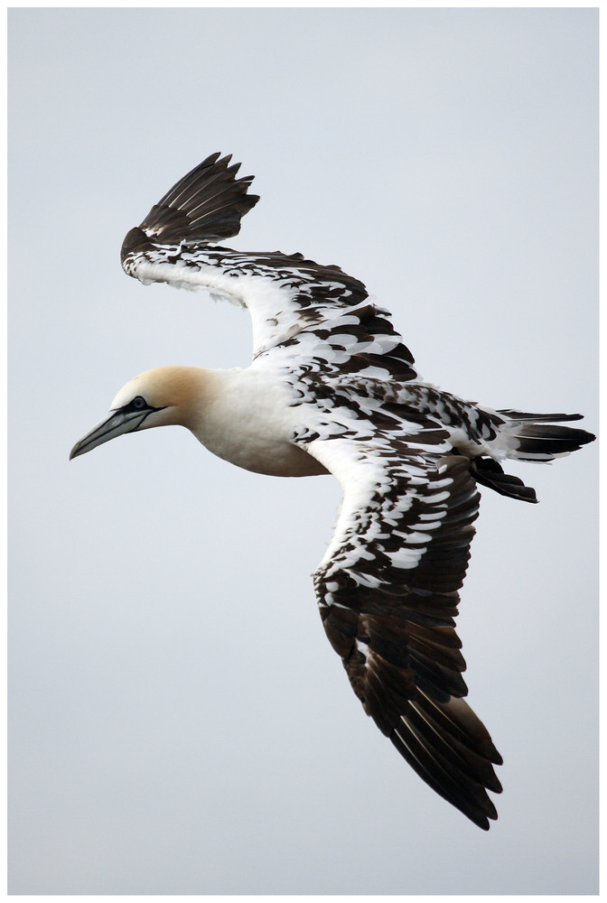 Northern Gannet