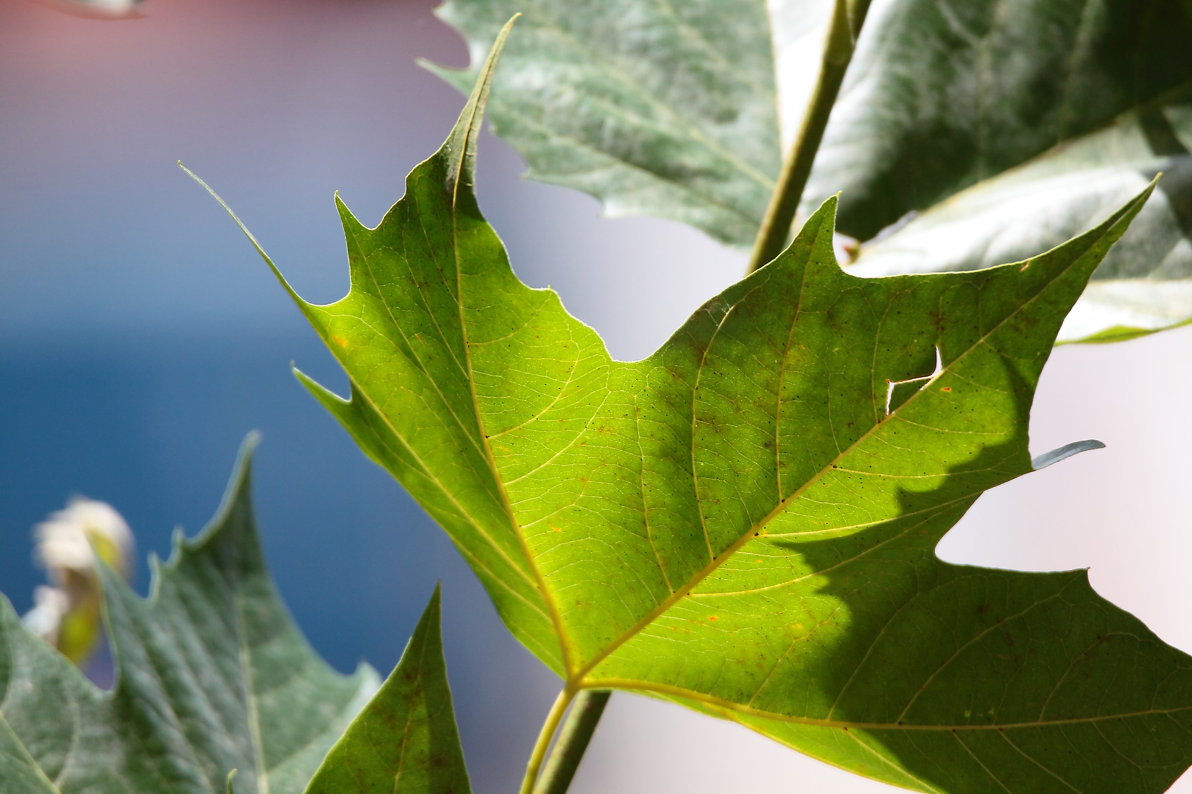 Leaf at my workplace