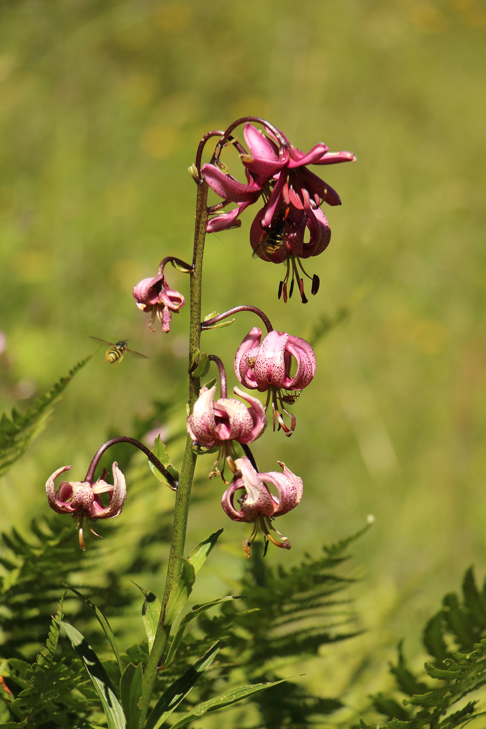 Turk's cap lily