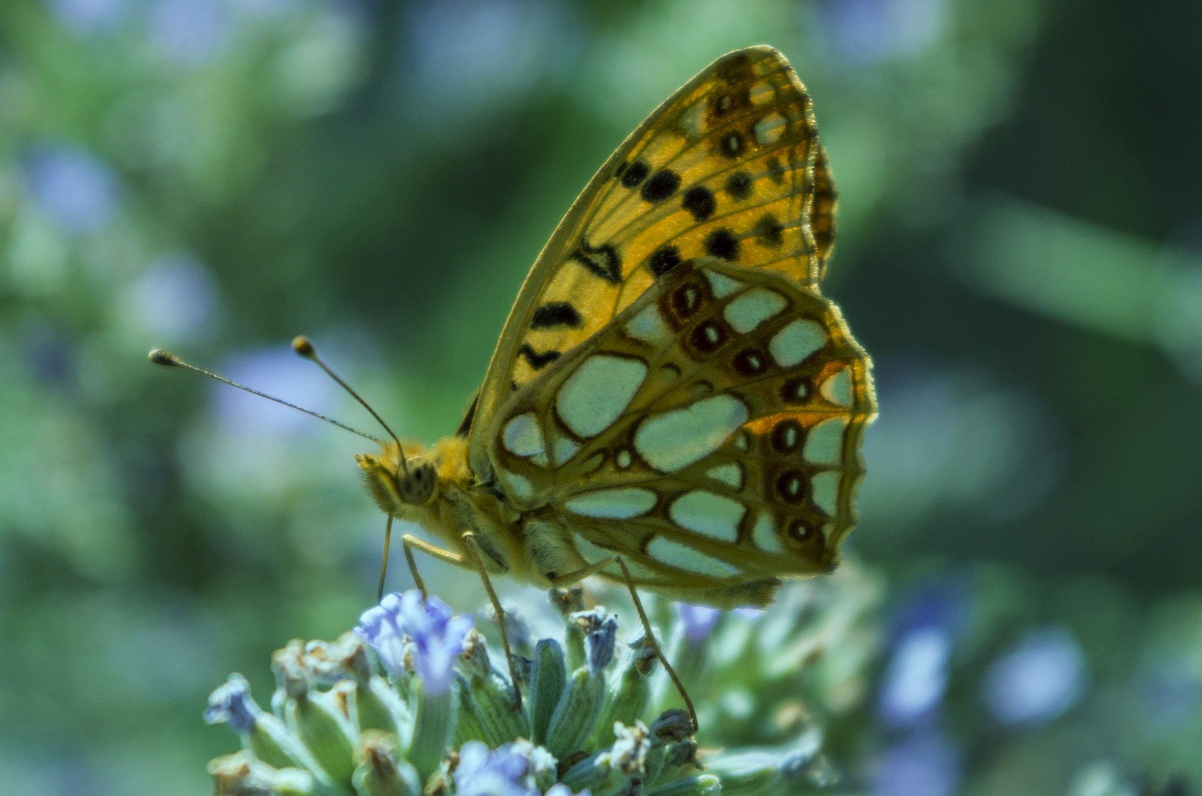 prova colore pentax k5