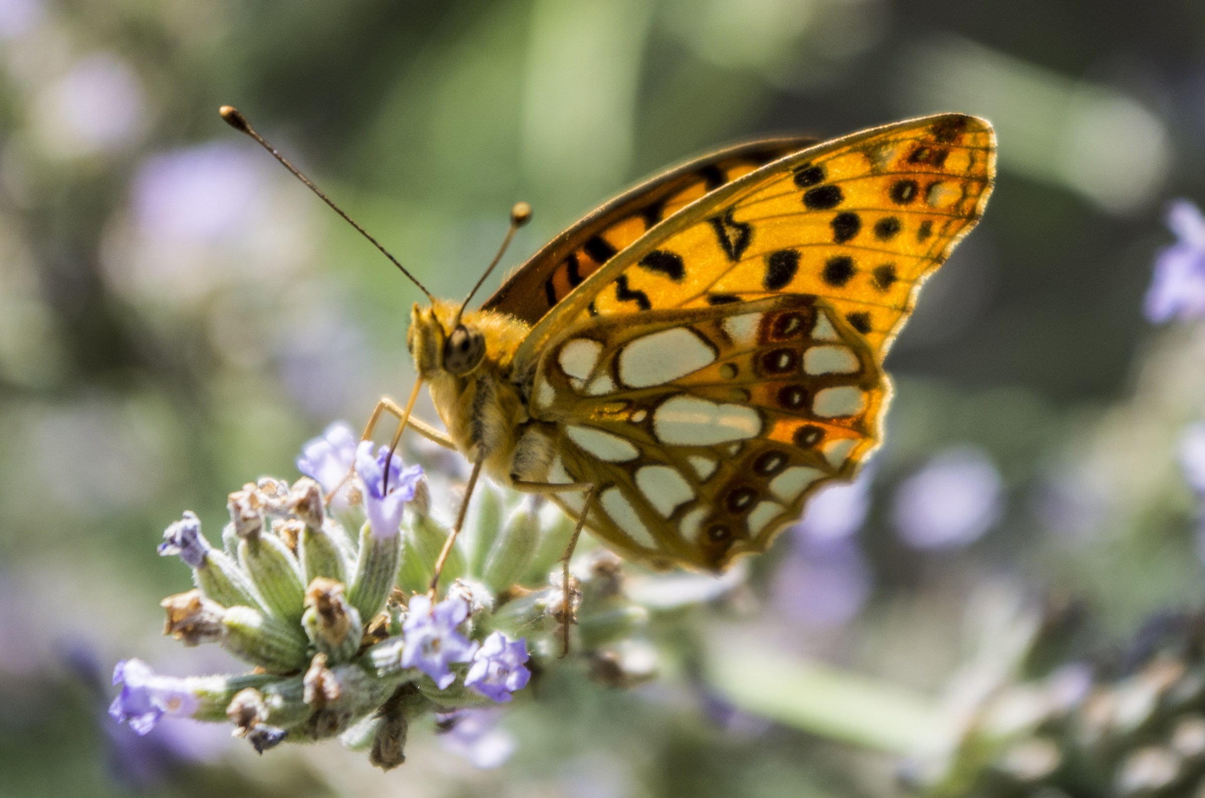 prova colore pentax k5