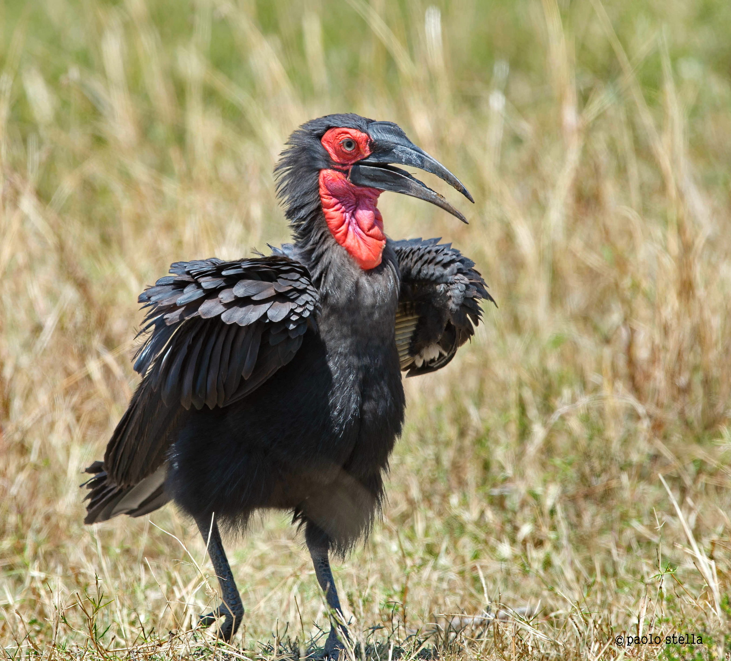 bucorvo di Leadbeater