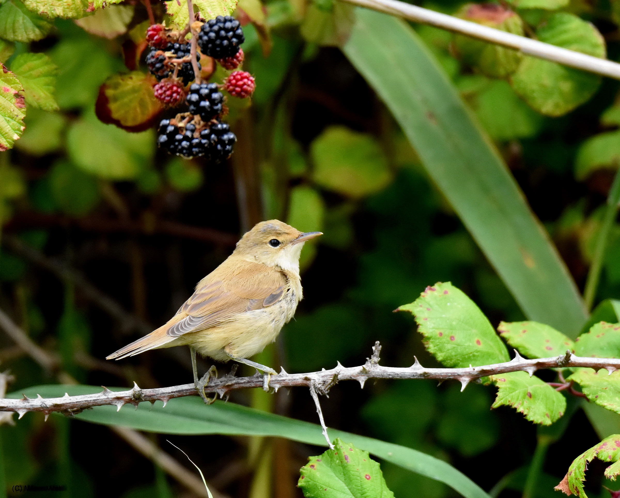 Reed warbler in blackberries