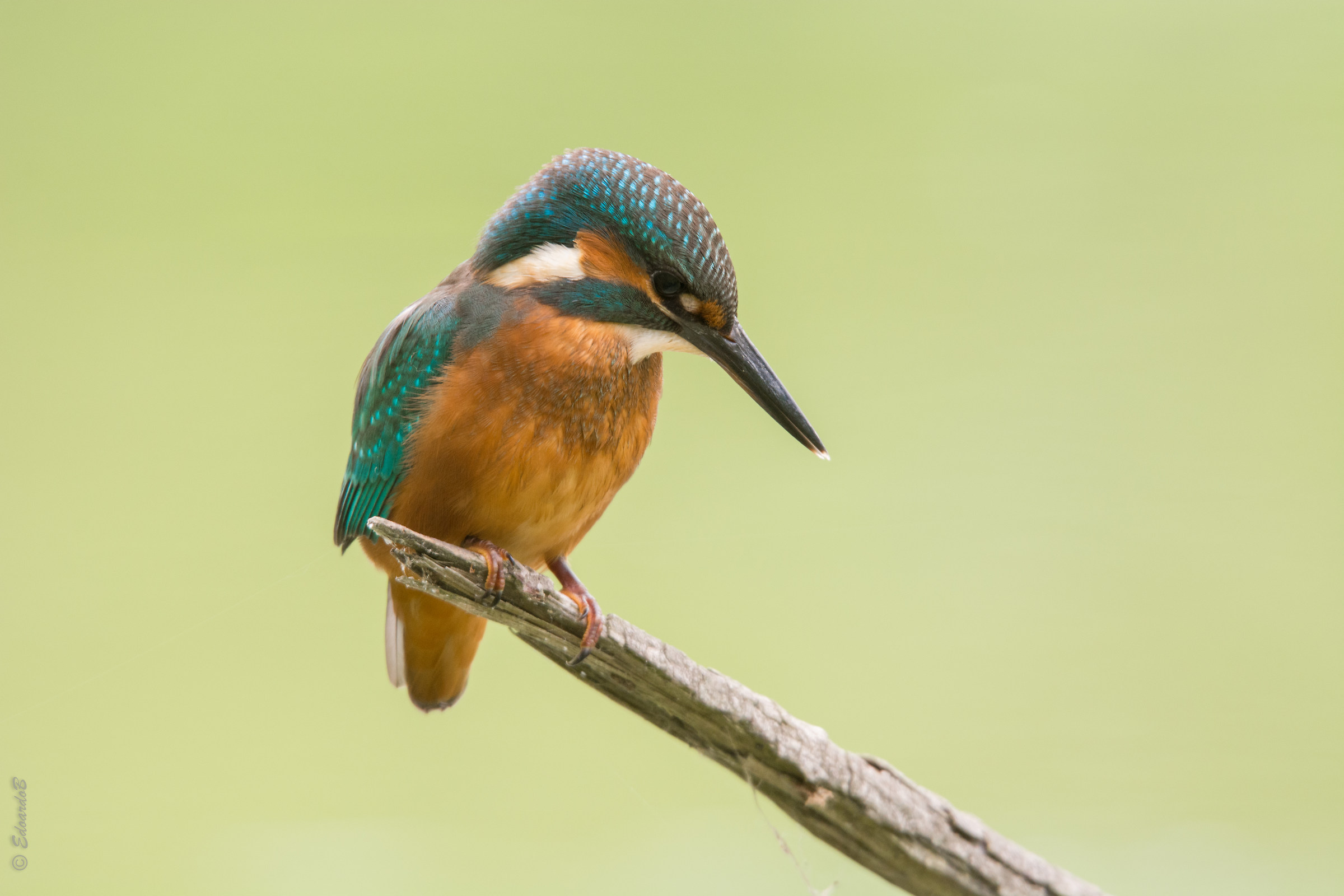 Kingfisher