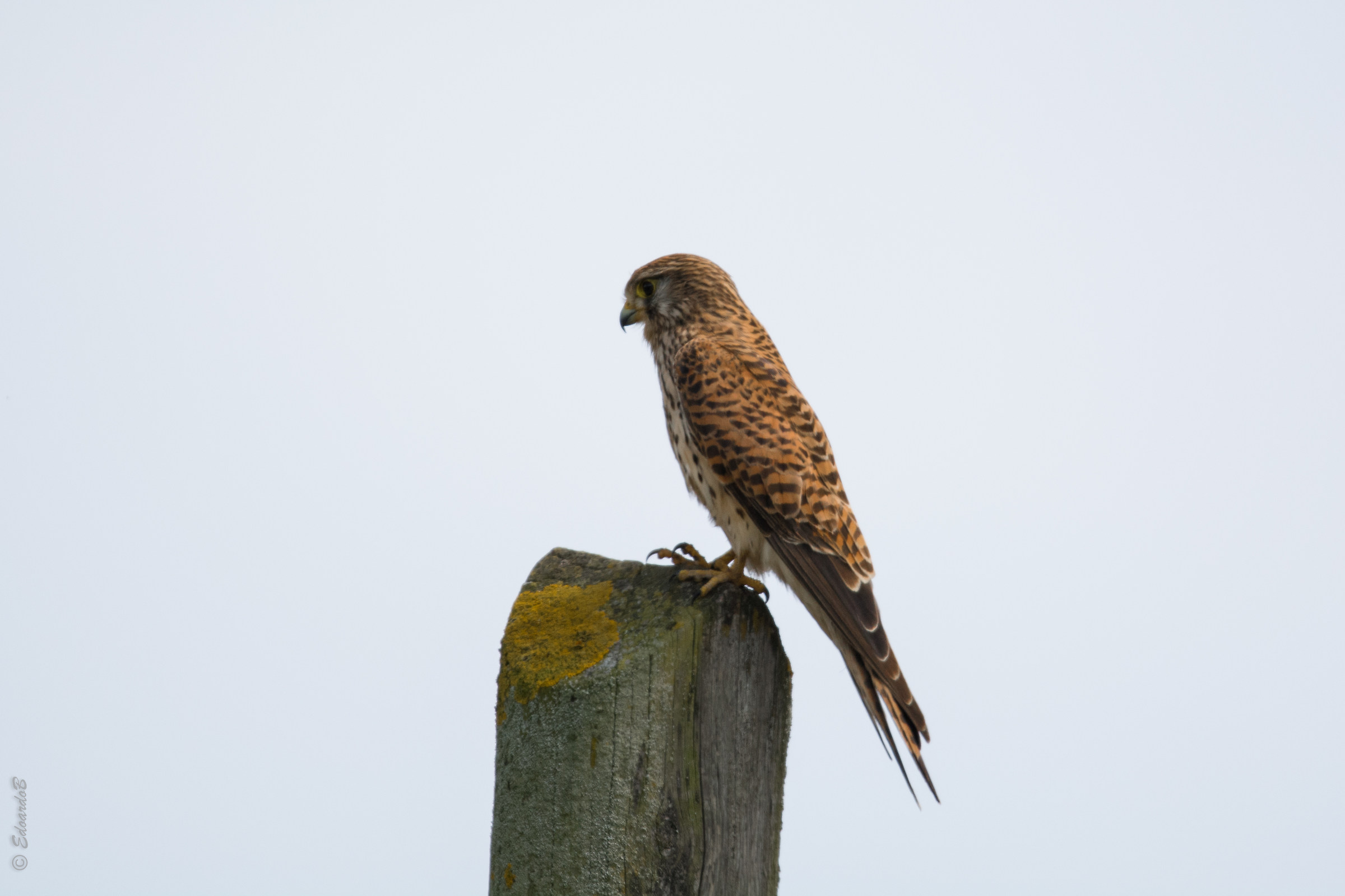 Kestrel under observation