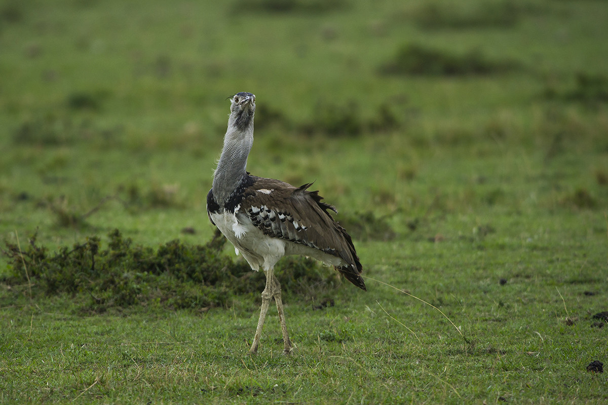 bustard