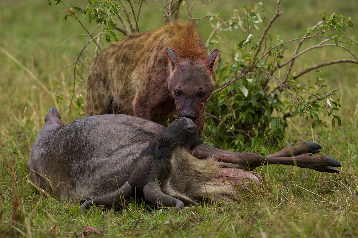 The look of the hyena