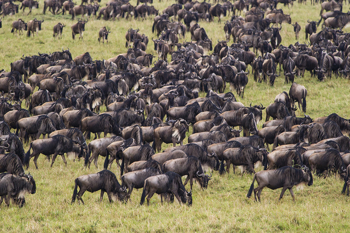 Wildebeests grazing