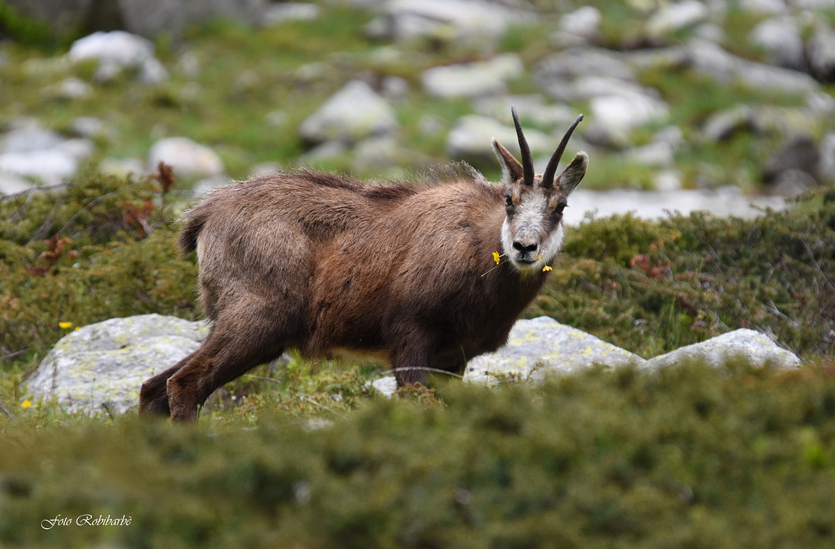 Un boccone prelibato..