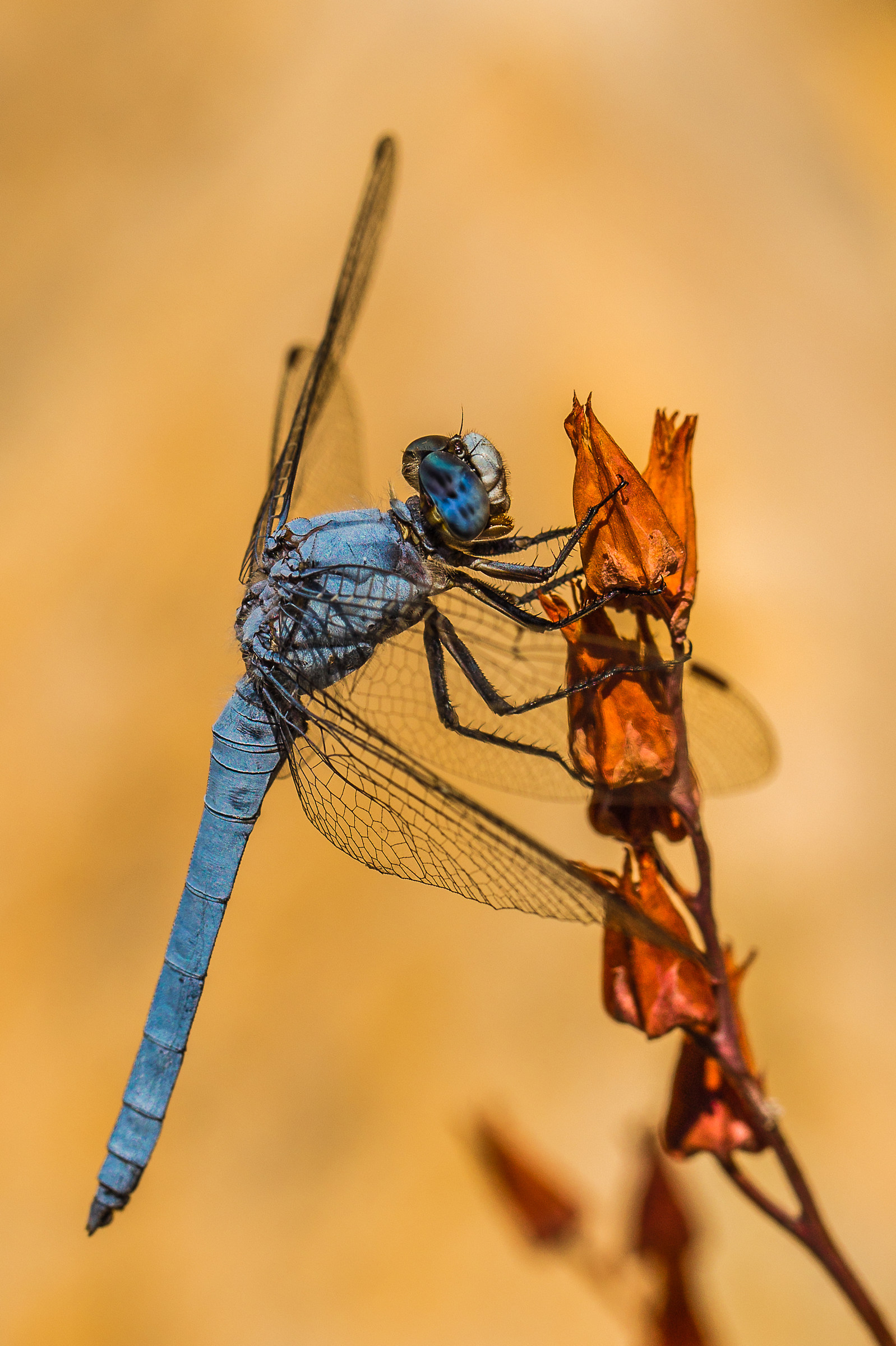 Blue dragonfly '