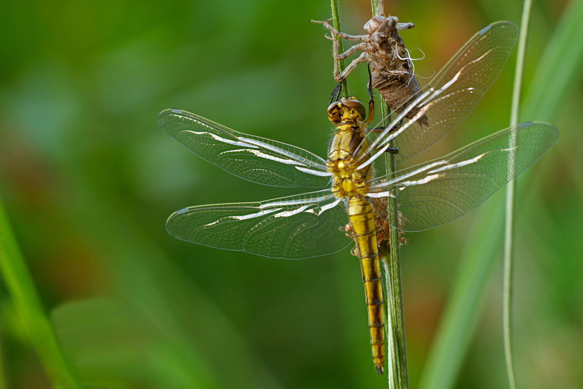 dragonfly