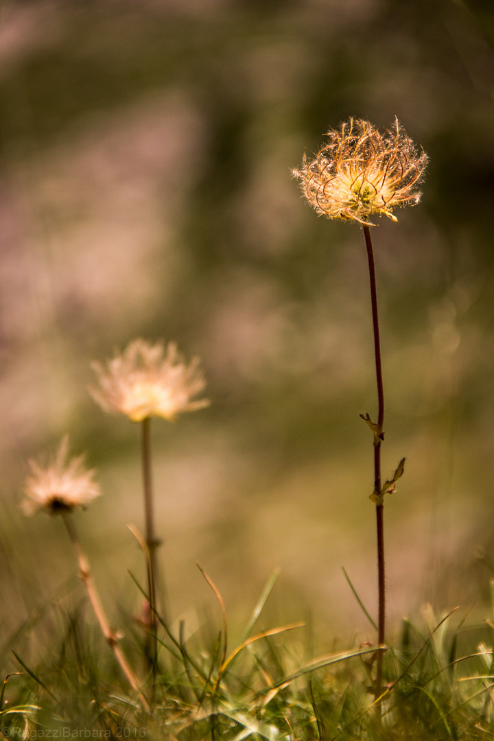 Pulsatilla alpina fruit