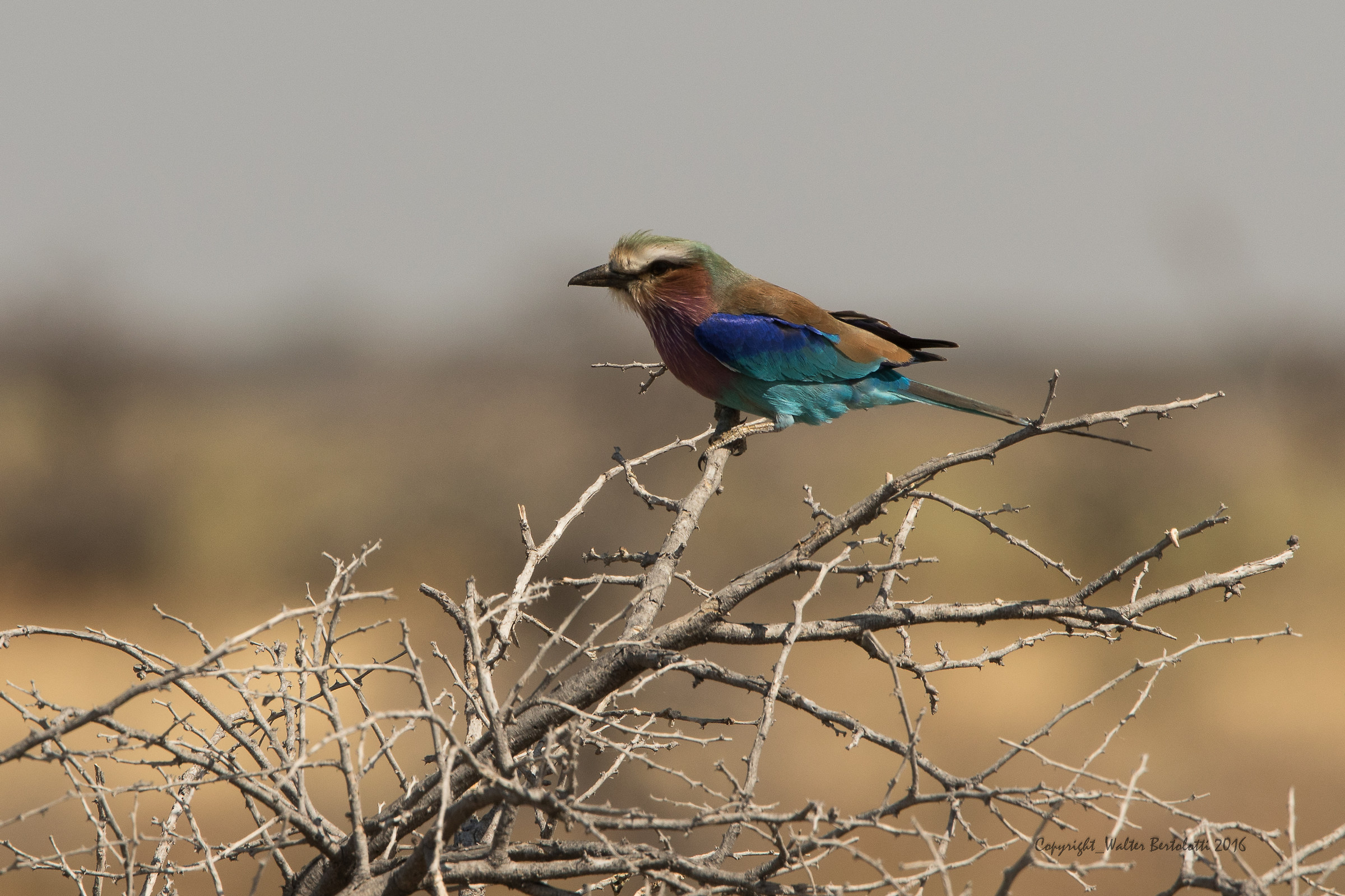jay from lilac chest (Coracias caudata)