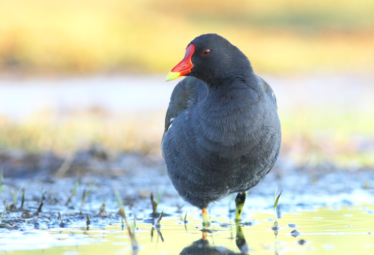 Moorhen