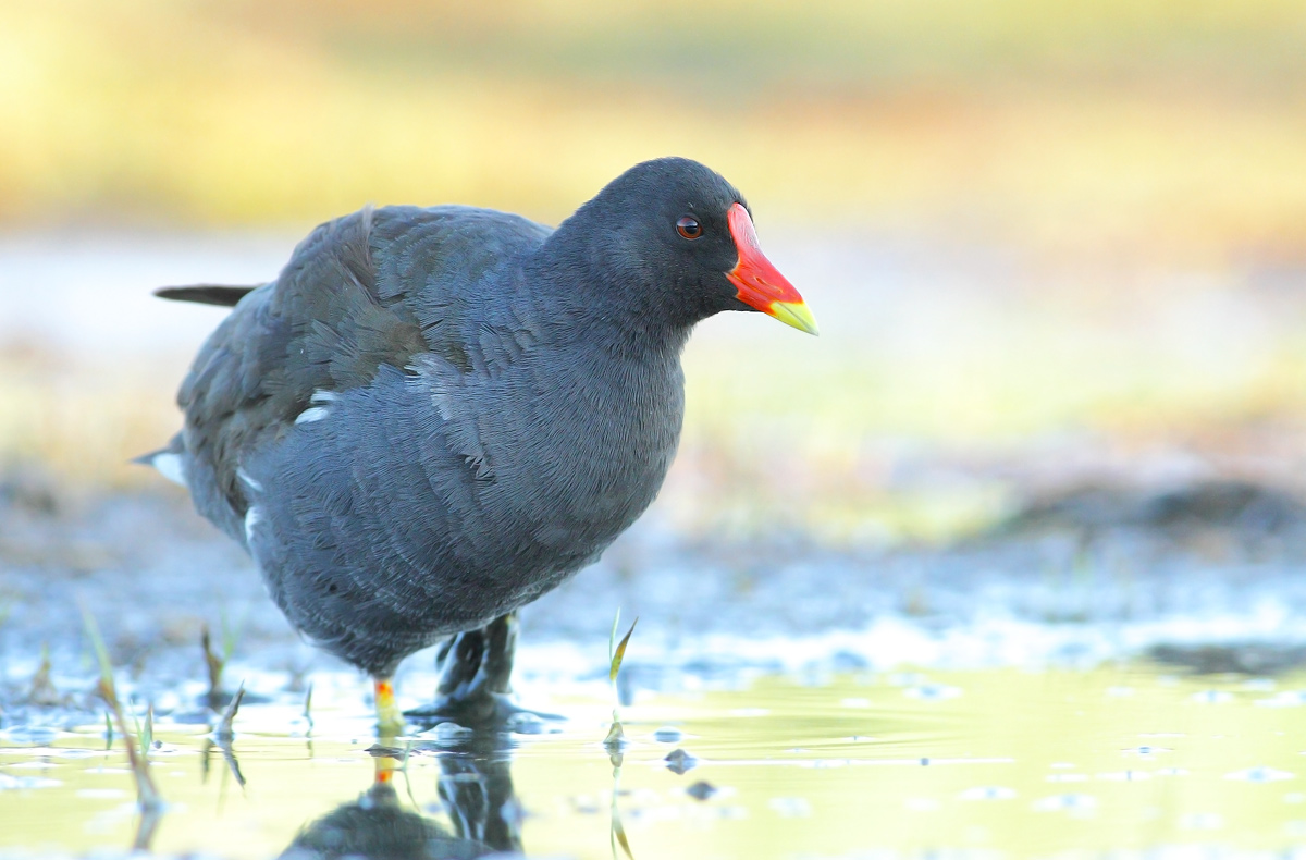 Moorhen