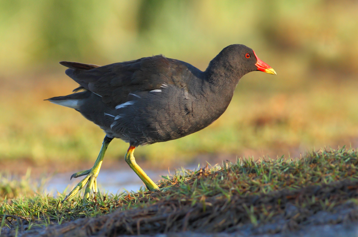 Moorhen