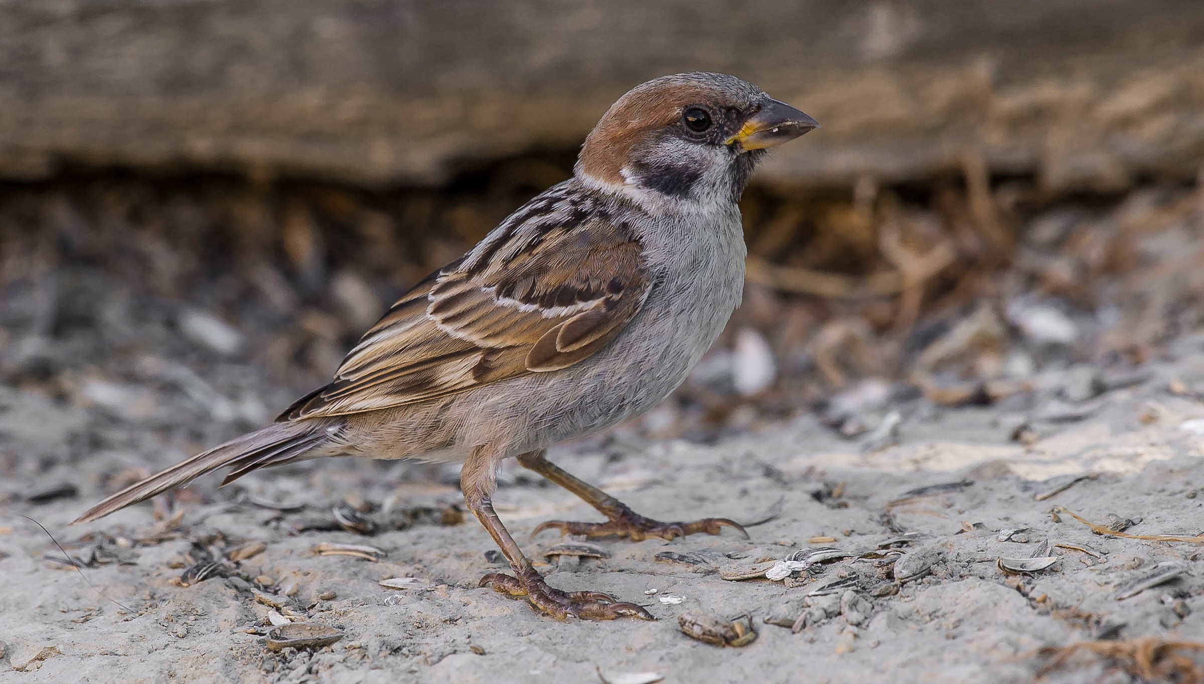 tree sparrow
