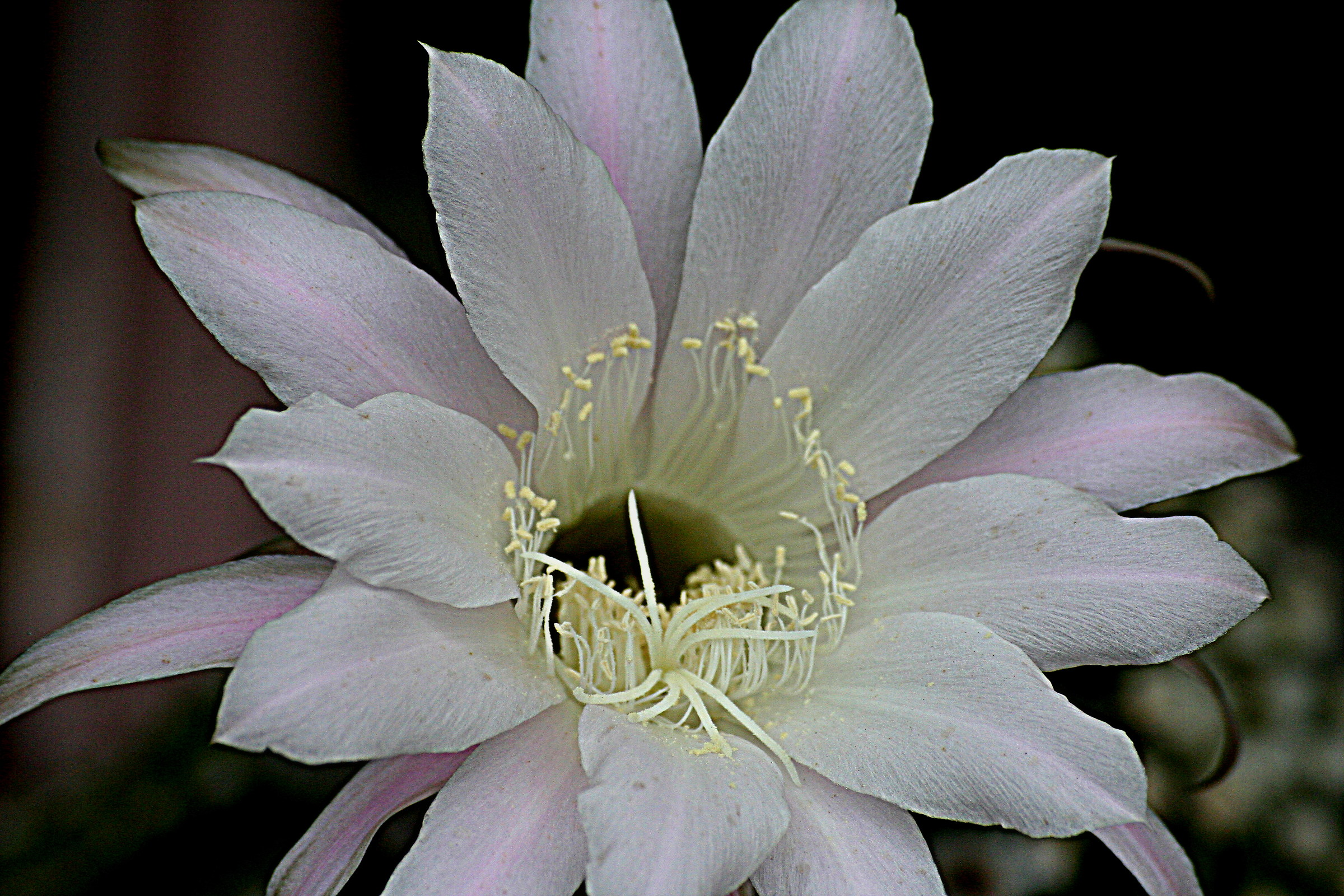 Euchinopsis subdentata