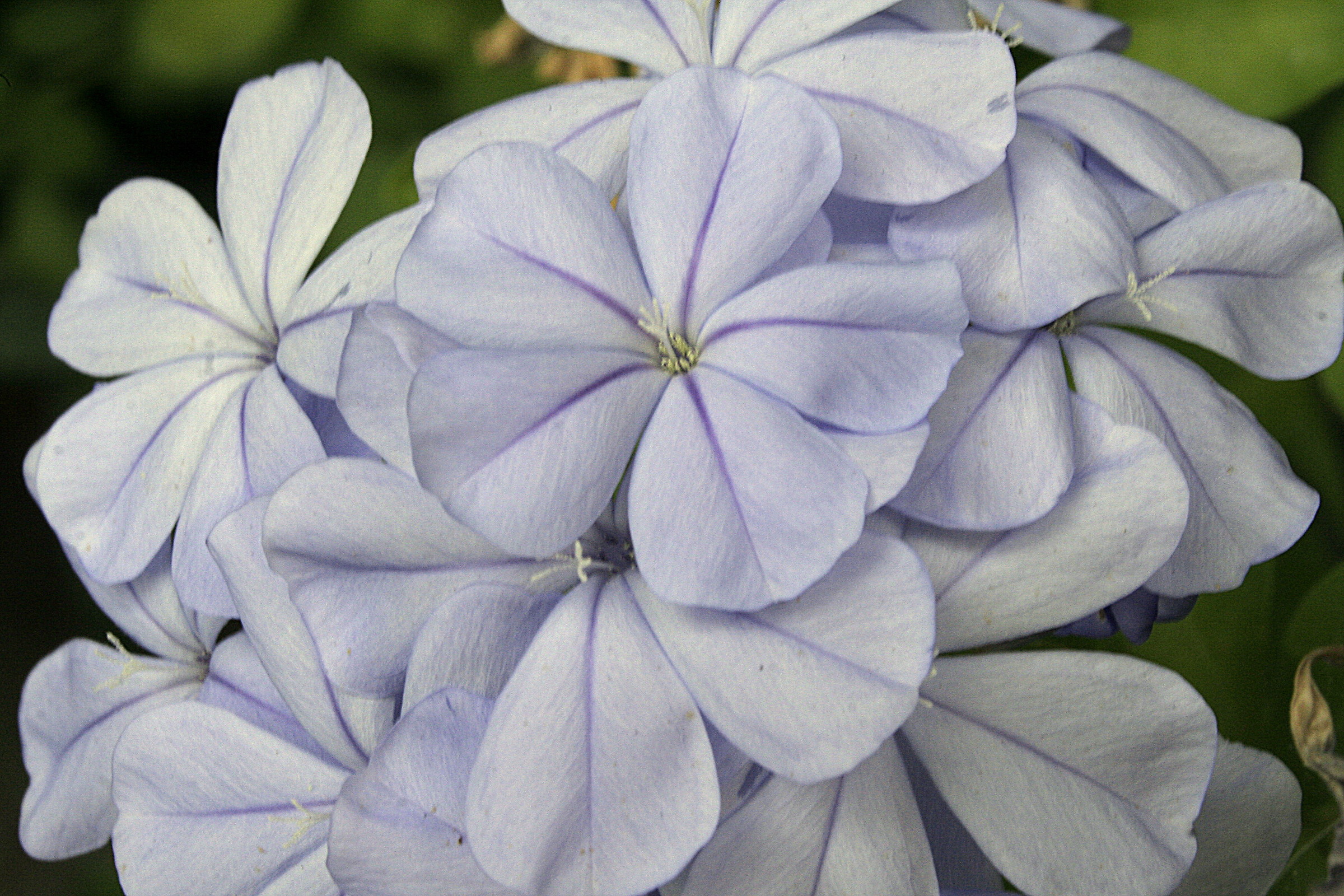 Plumbago