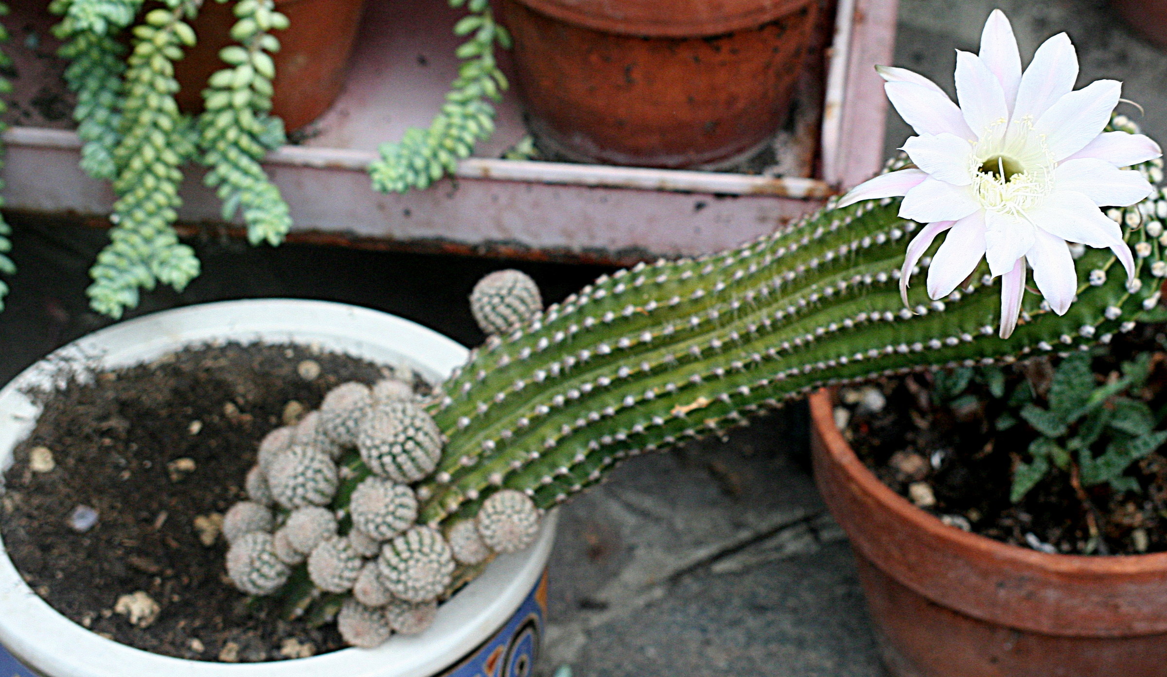 Euchinopsis