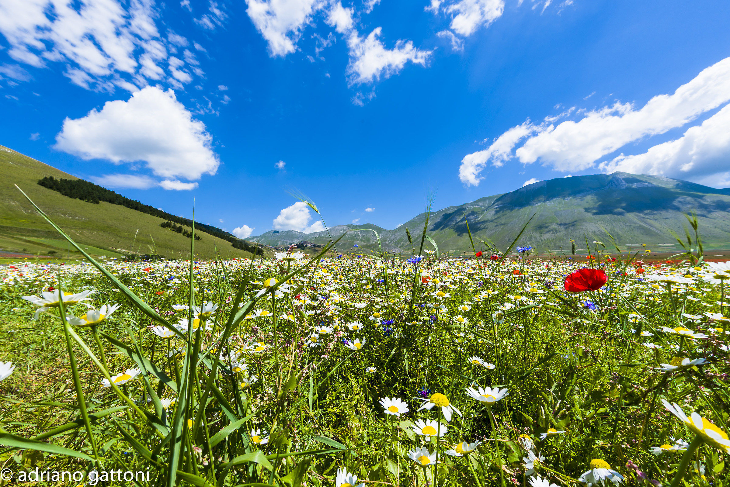 Castelluccio 2016, un fiore fra i fiori