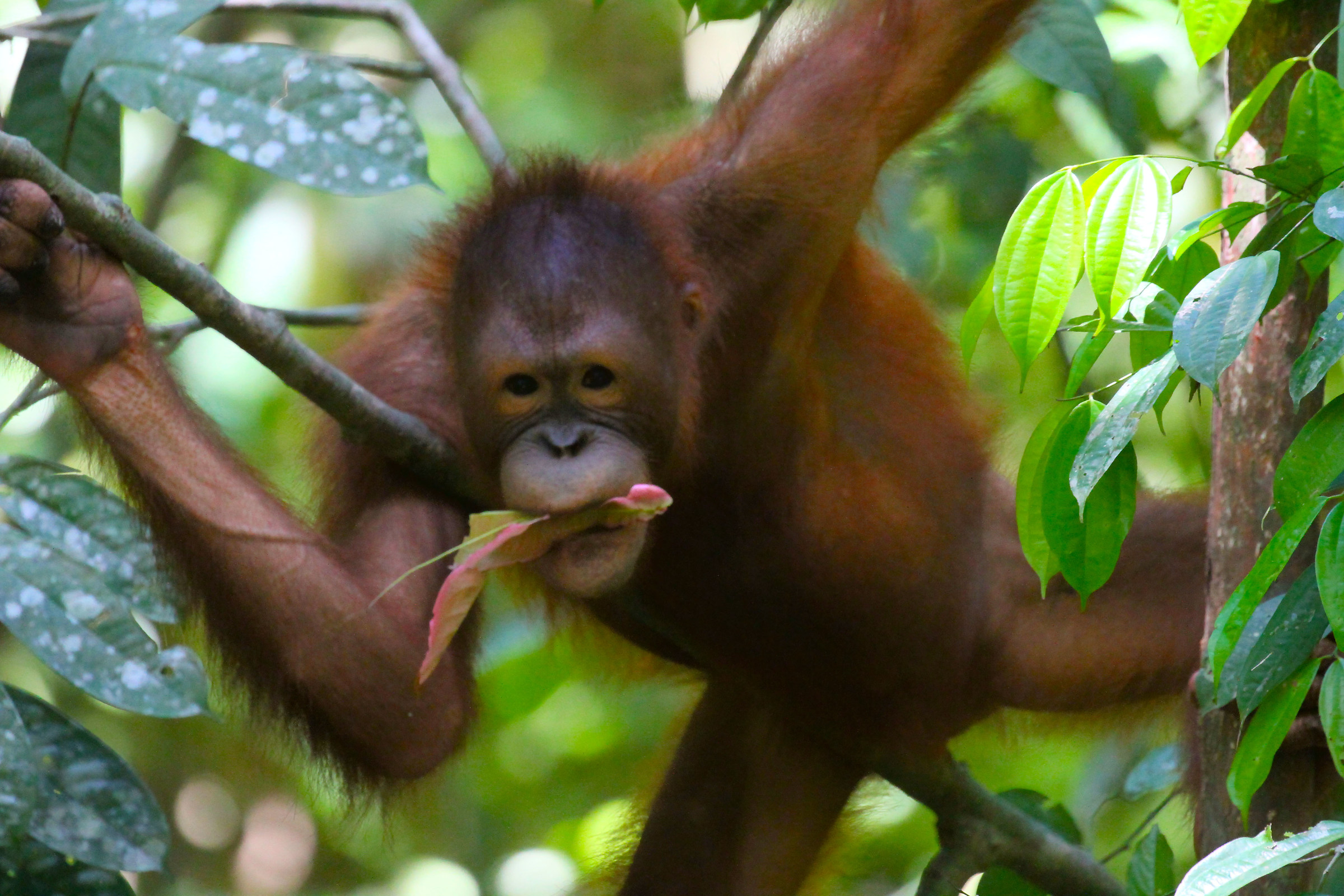 Orang utan in the forest of Borneo
