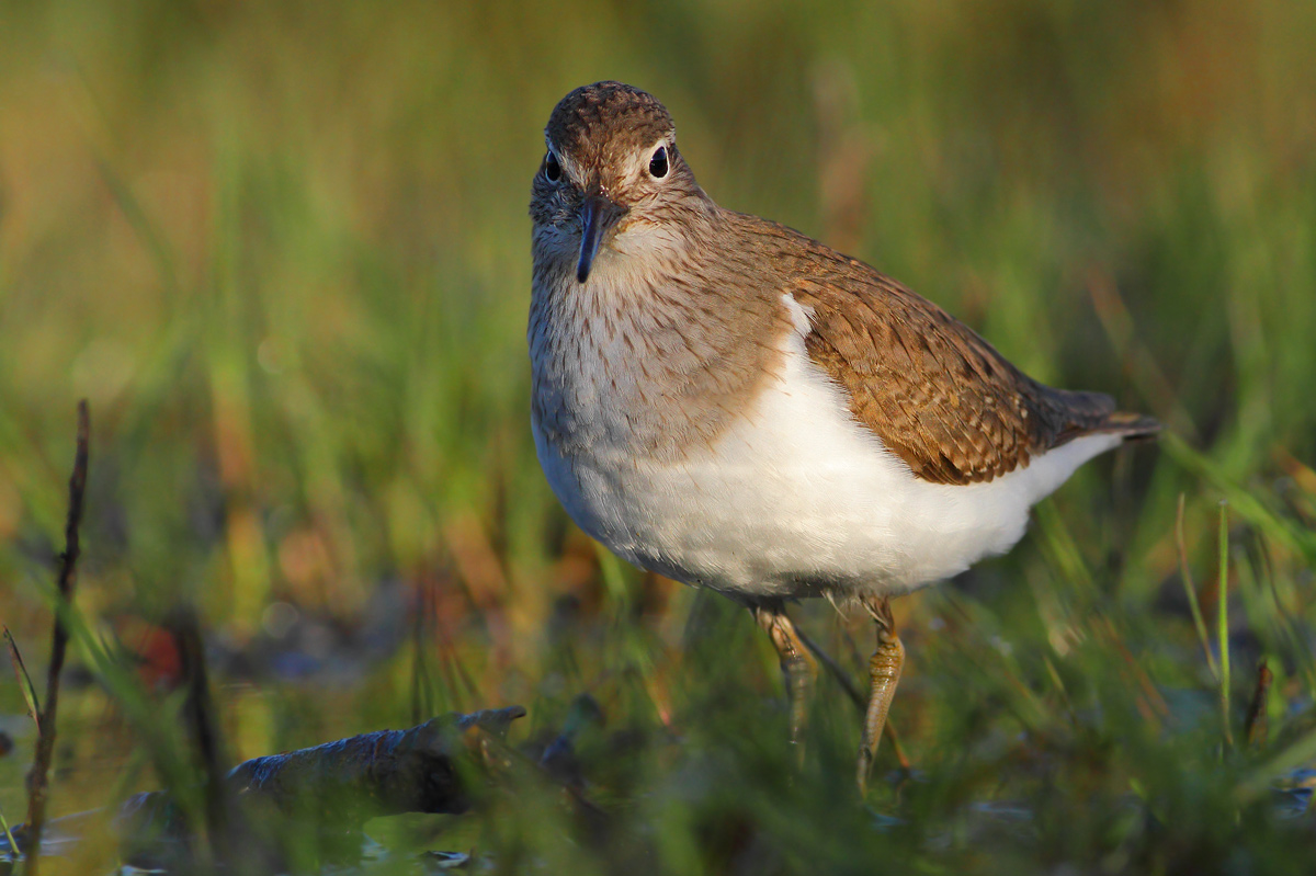 Common Sandpiper