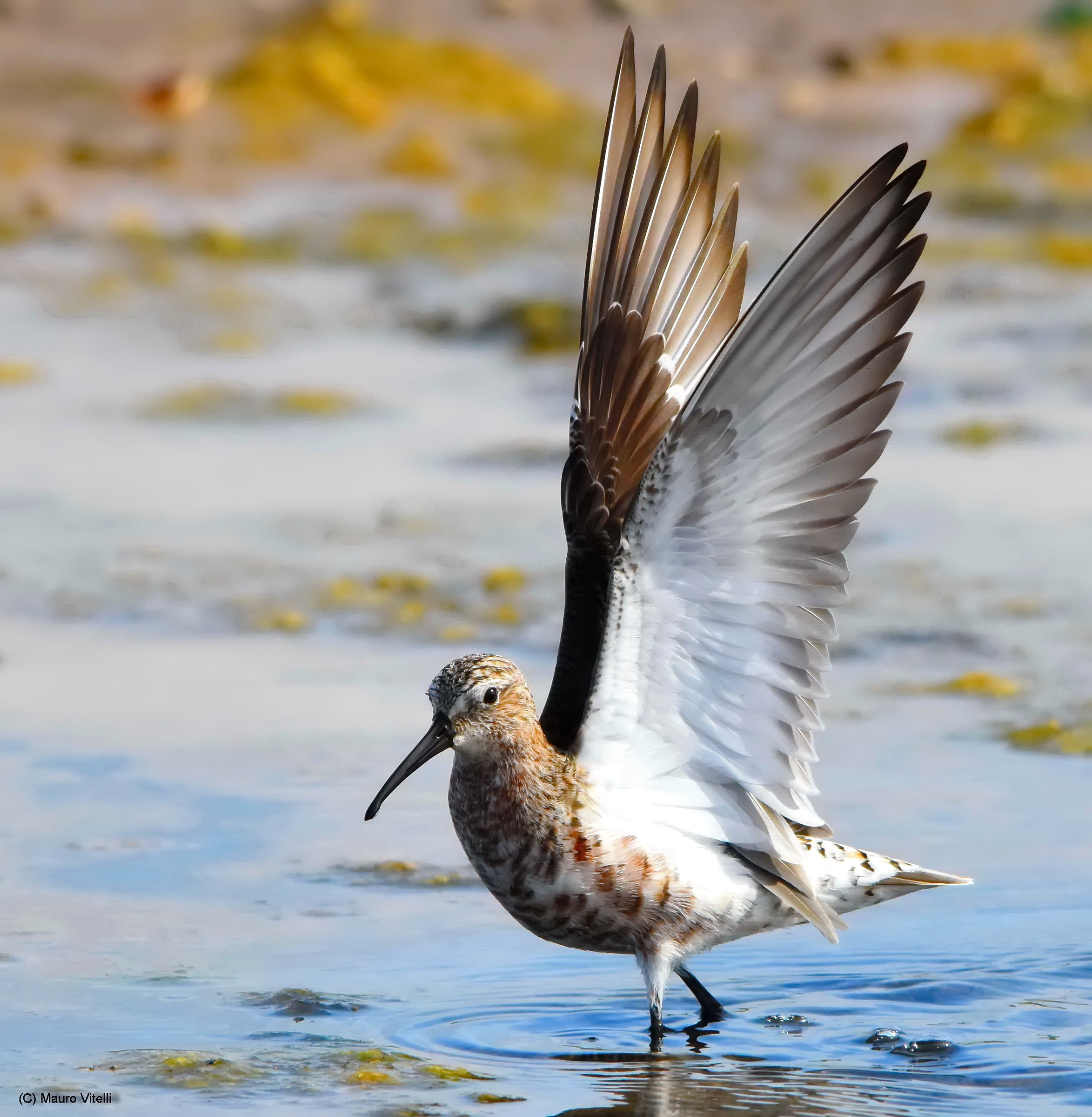 common sandpiper