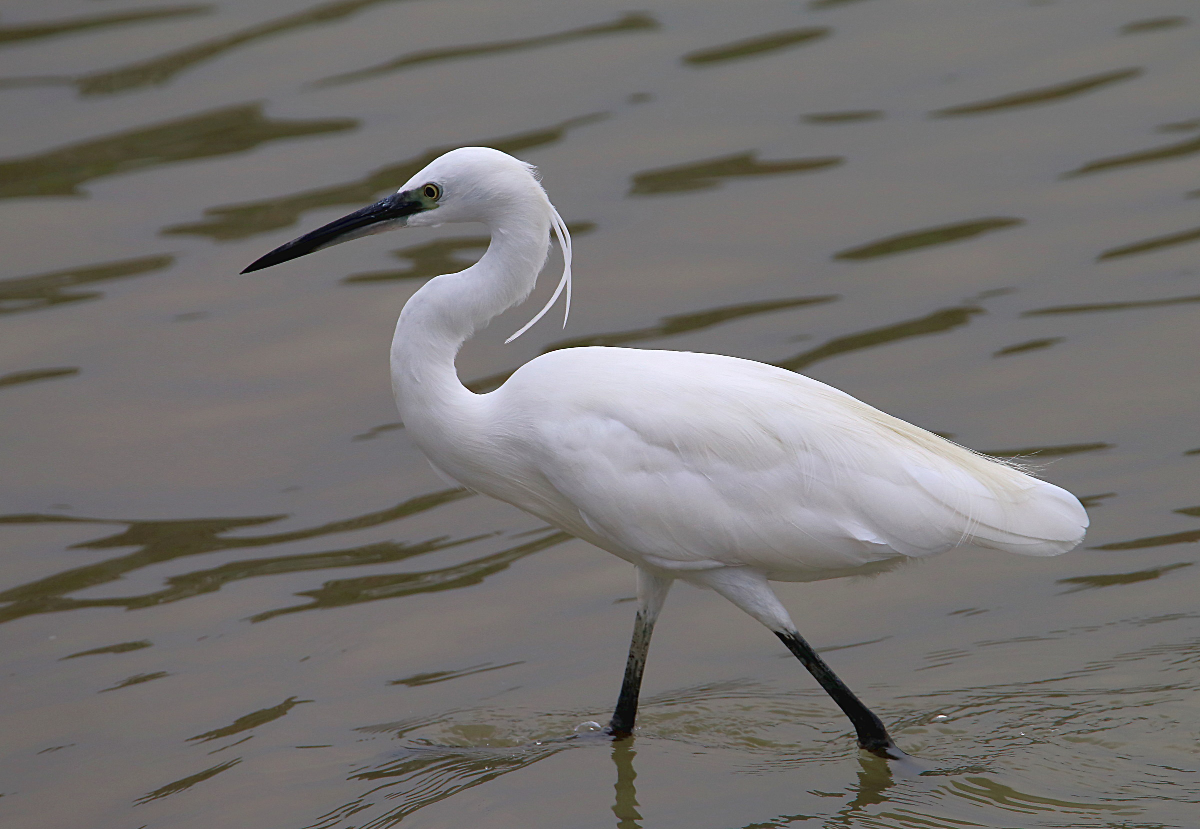 egret