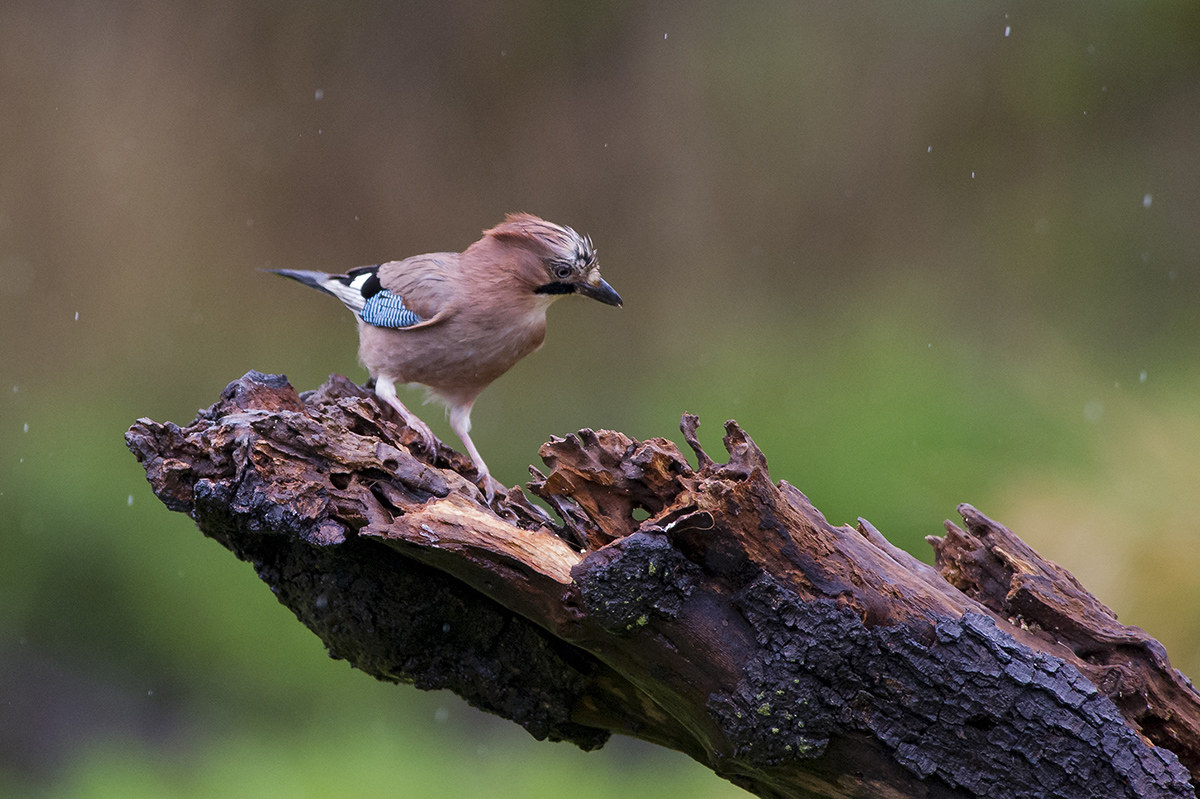 Jay in the rain