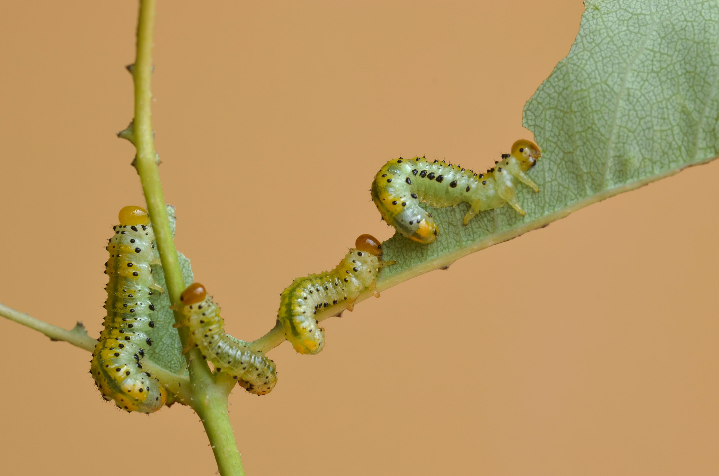 Arge ochropus larvae