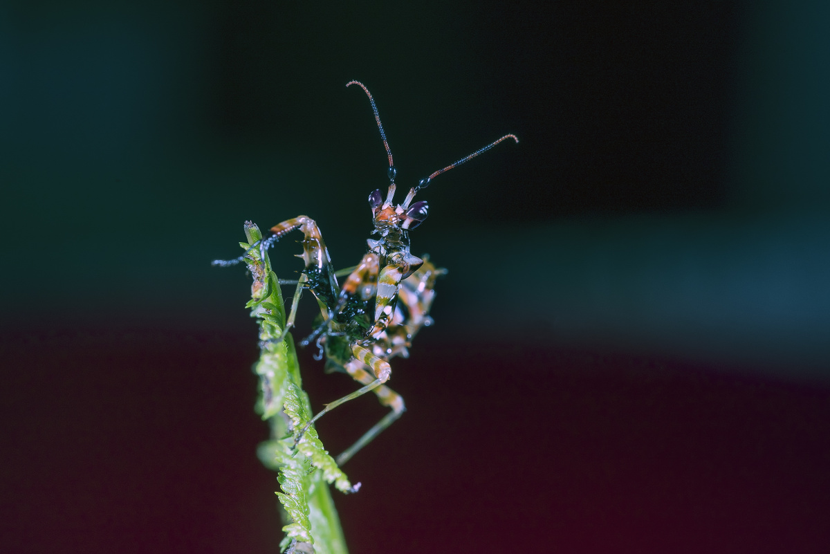 Pseudocreobotra wahlbergii