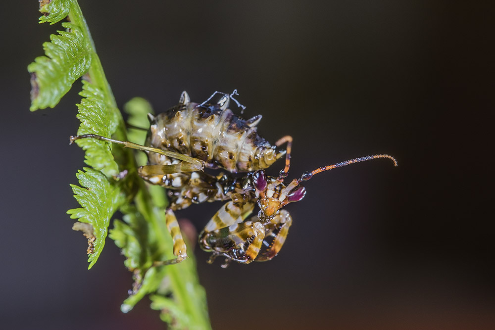 Pseudocreobotra wahlbergii