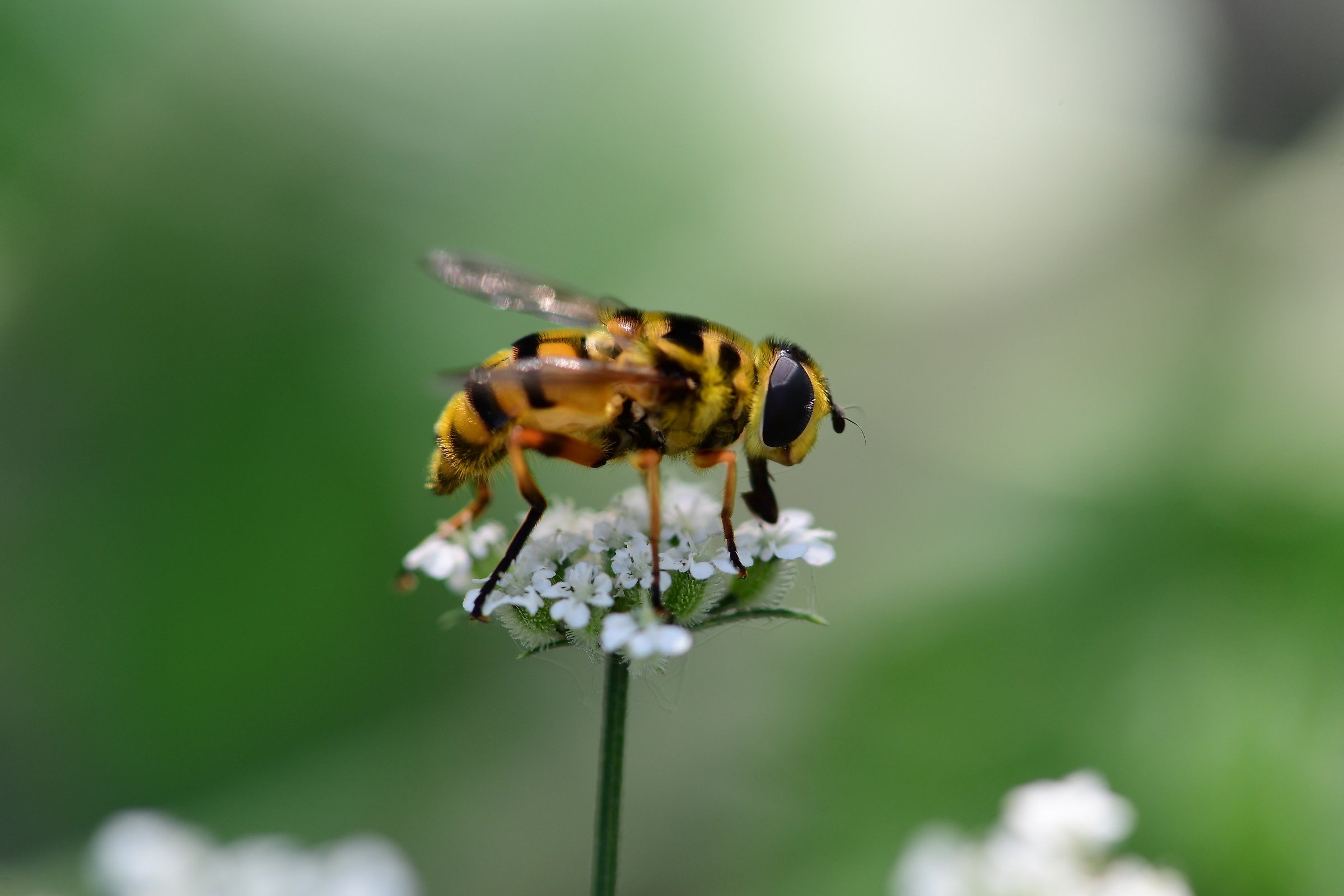 Bee