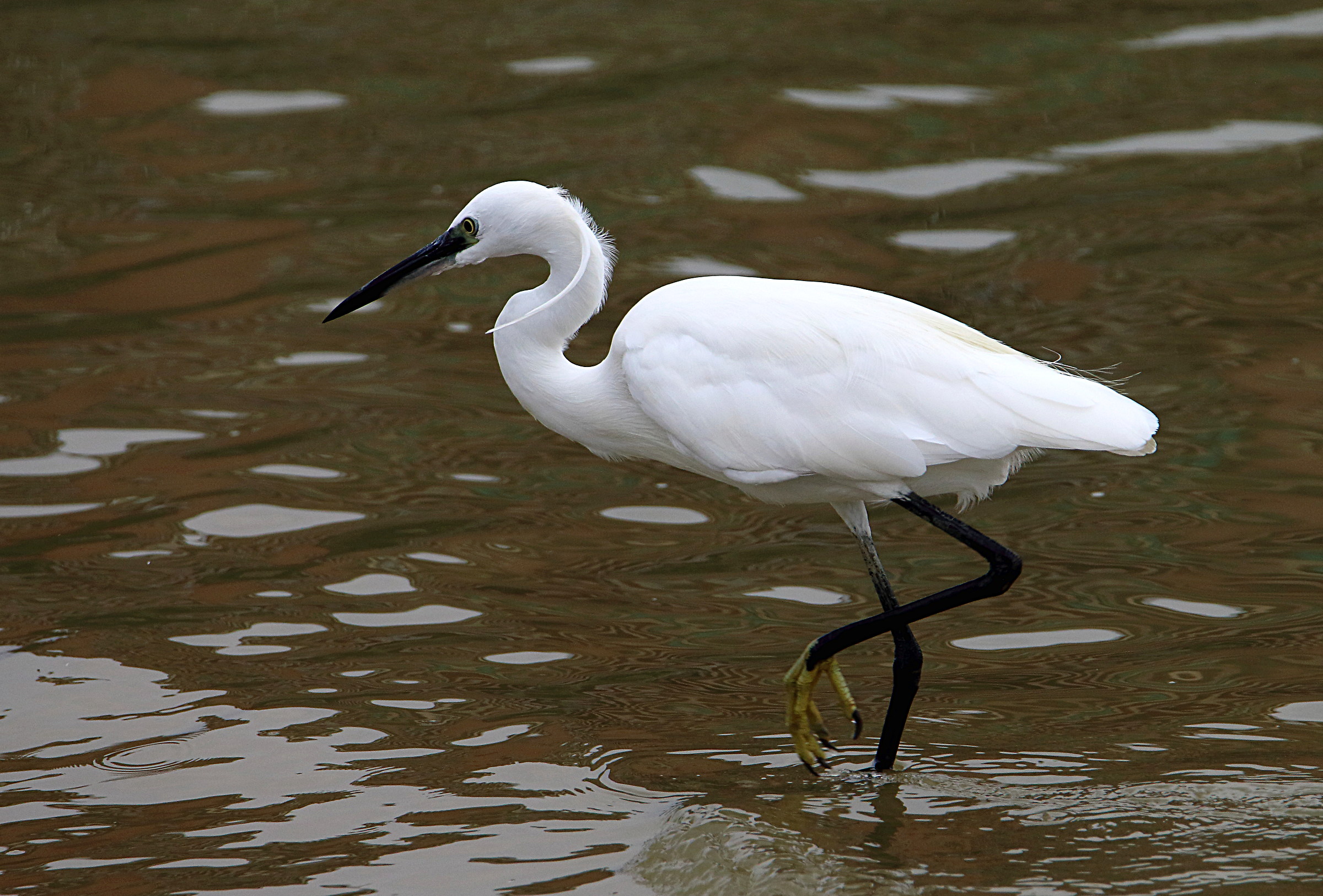 egret