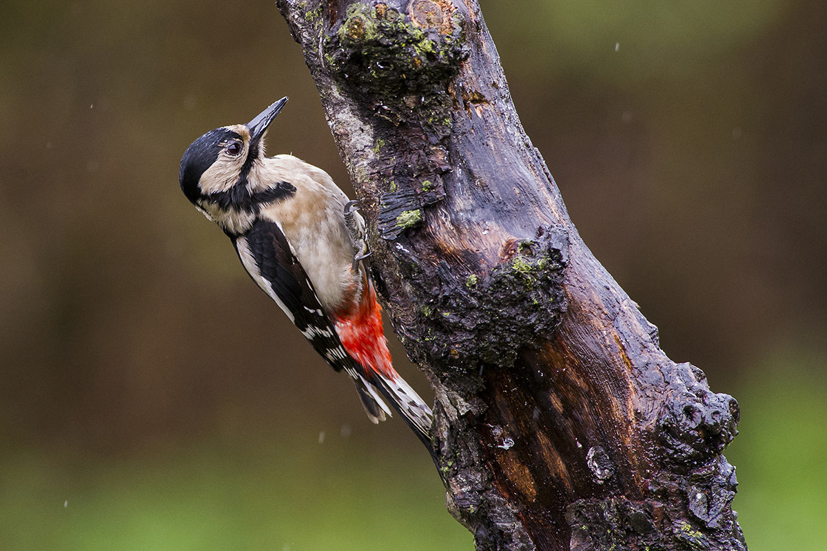 Great Spotted Woodpecker