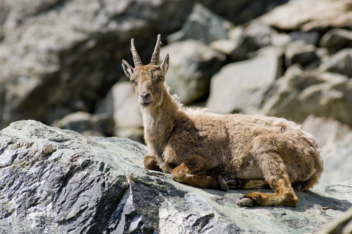 Female ibex
