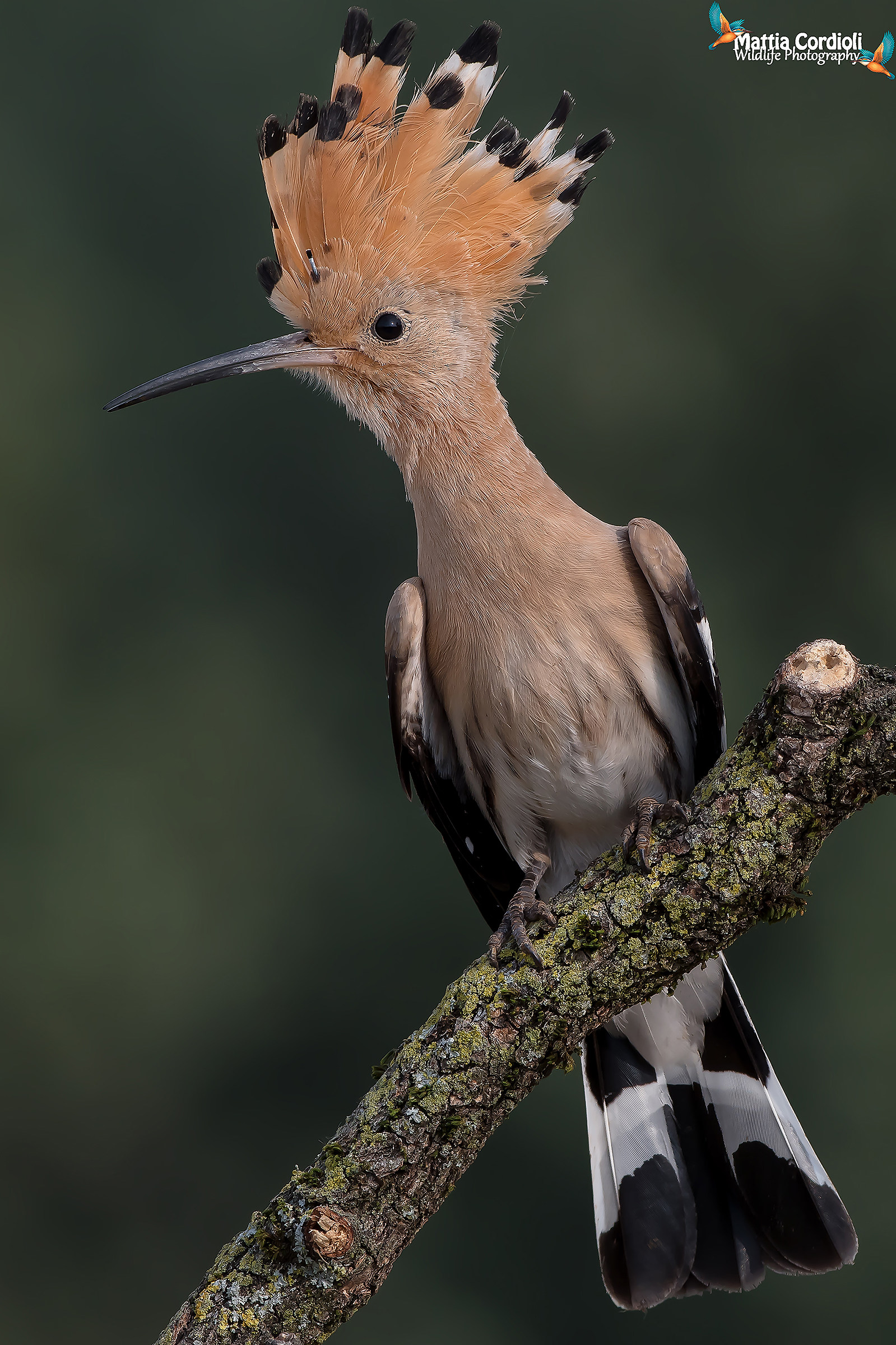 Hoopoe 2016