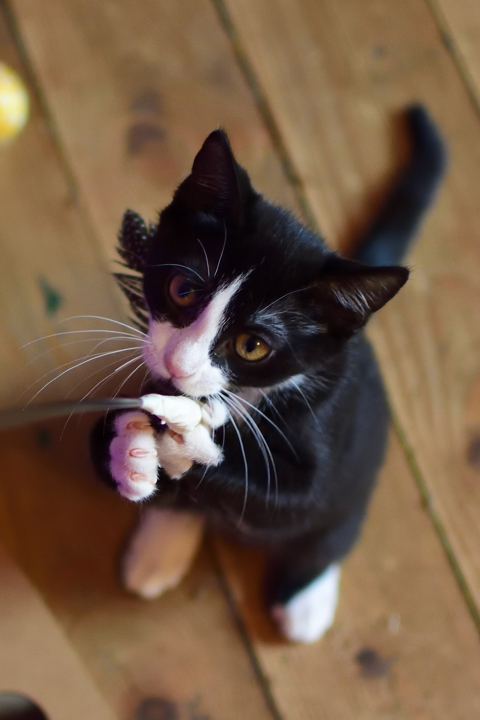 Who Wants To Play With Me?