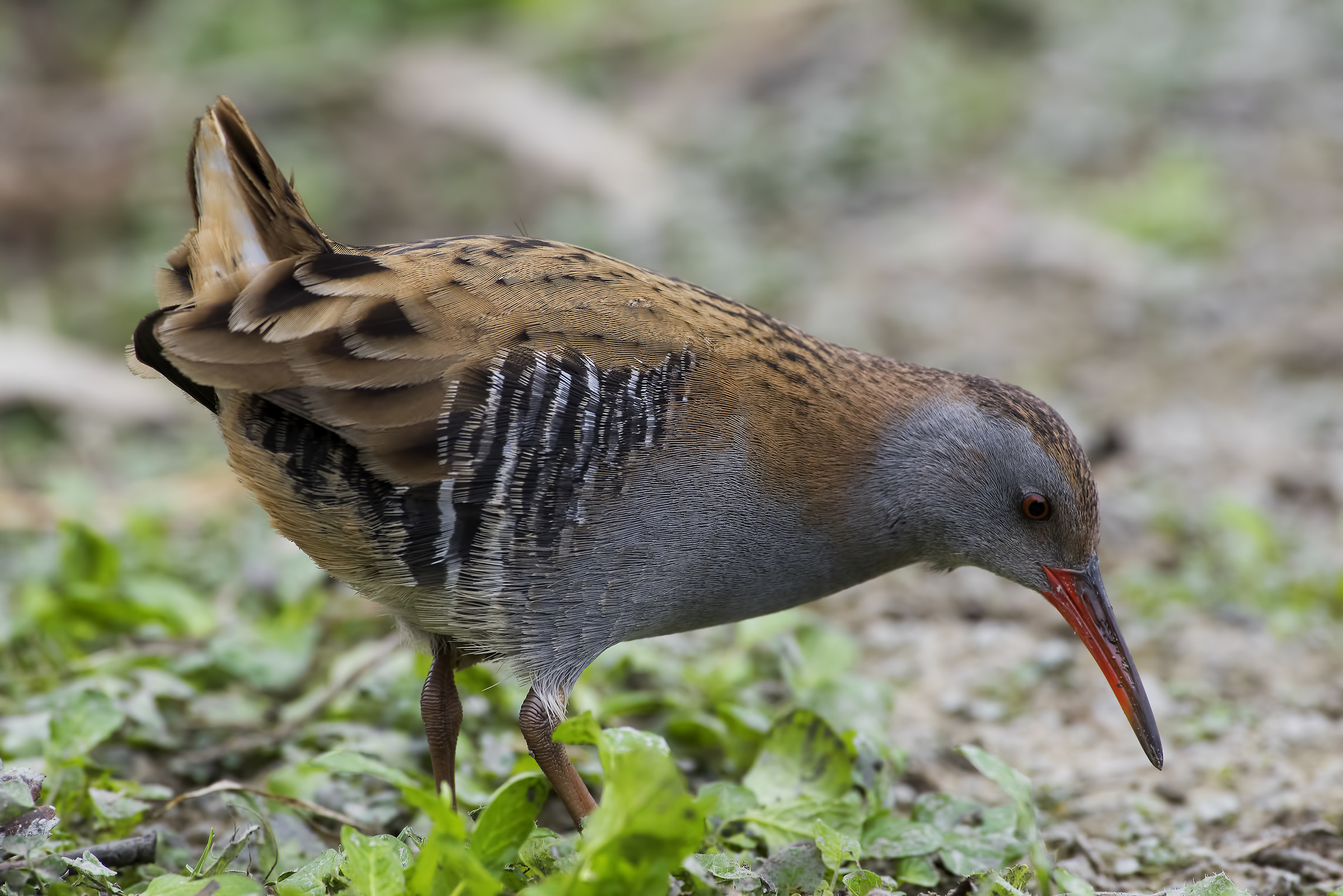 Water Rail!