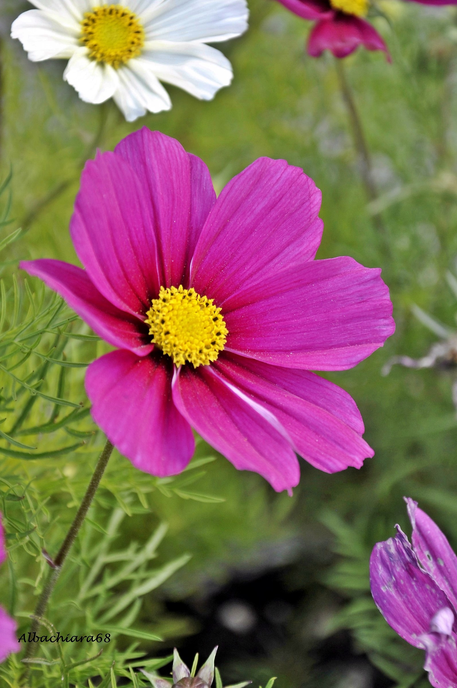 Un fiore..tante parole...