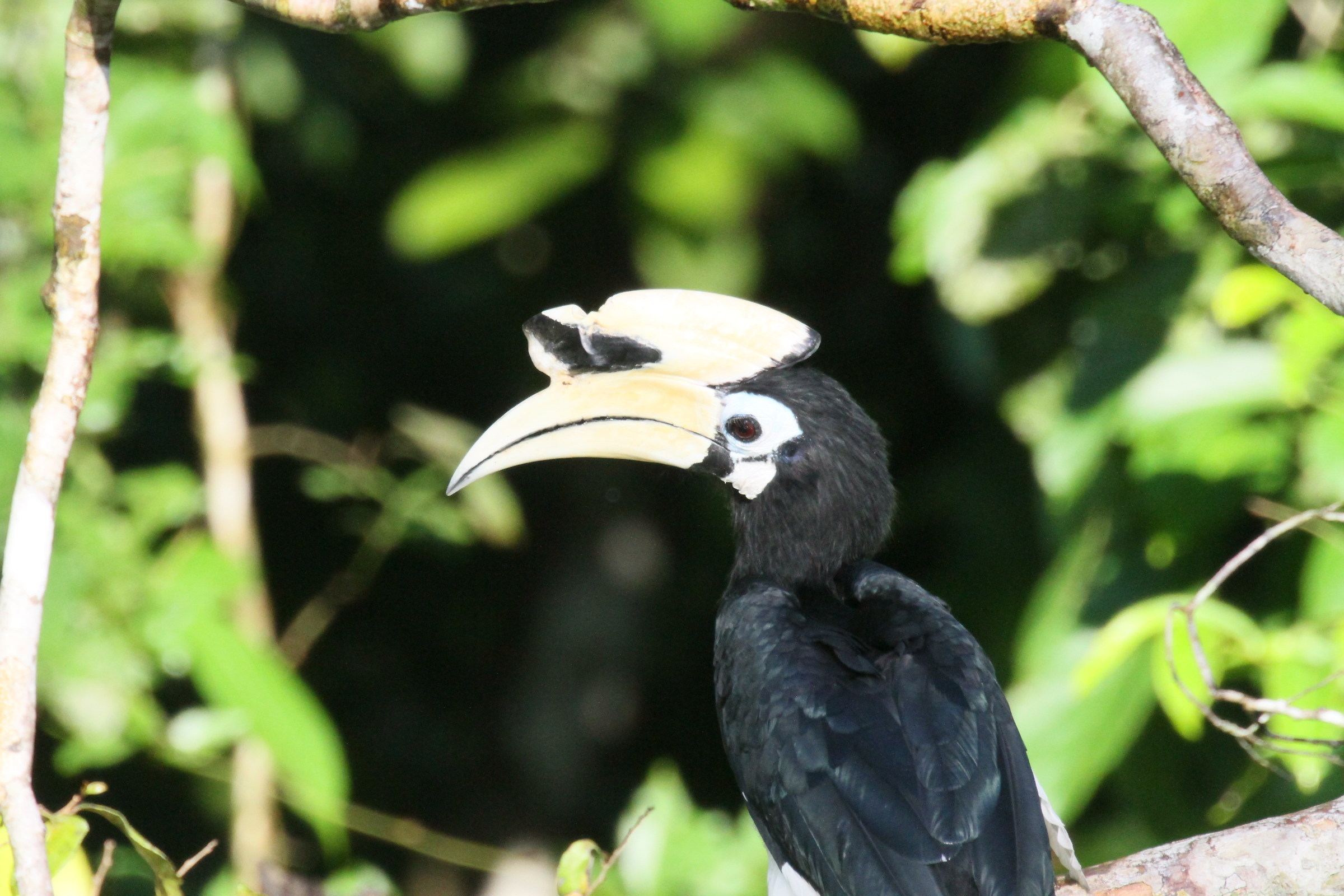 Oriental pie hornebill